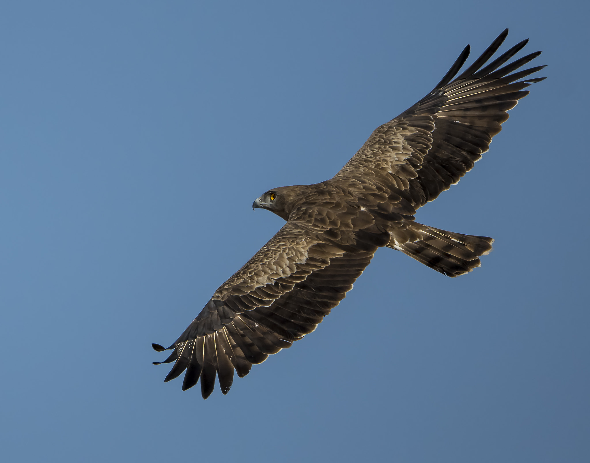 Nikon AF-S Nikkor 600mm F4E FL ED VR sample photo. Short toed snake eagle photography