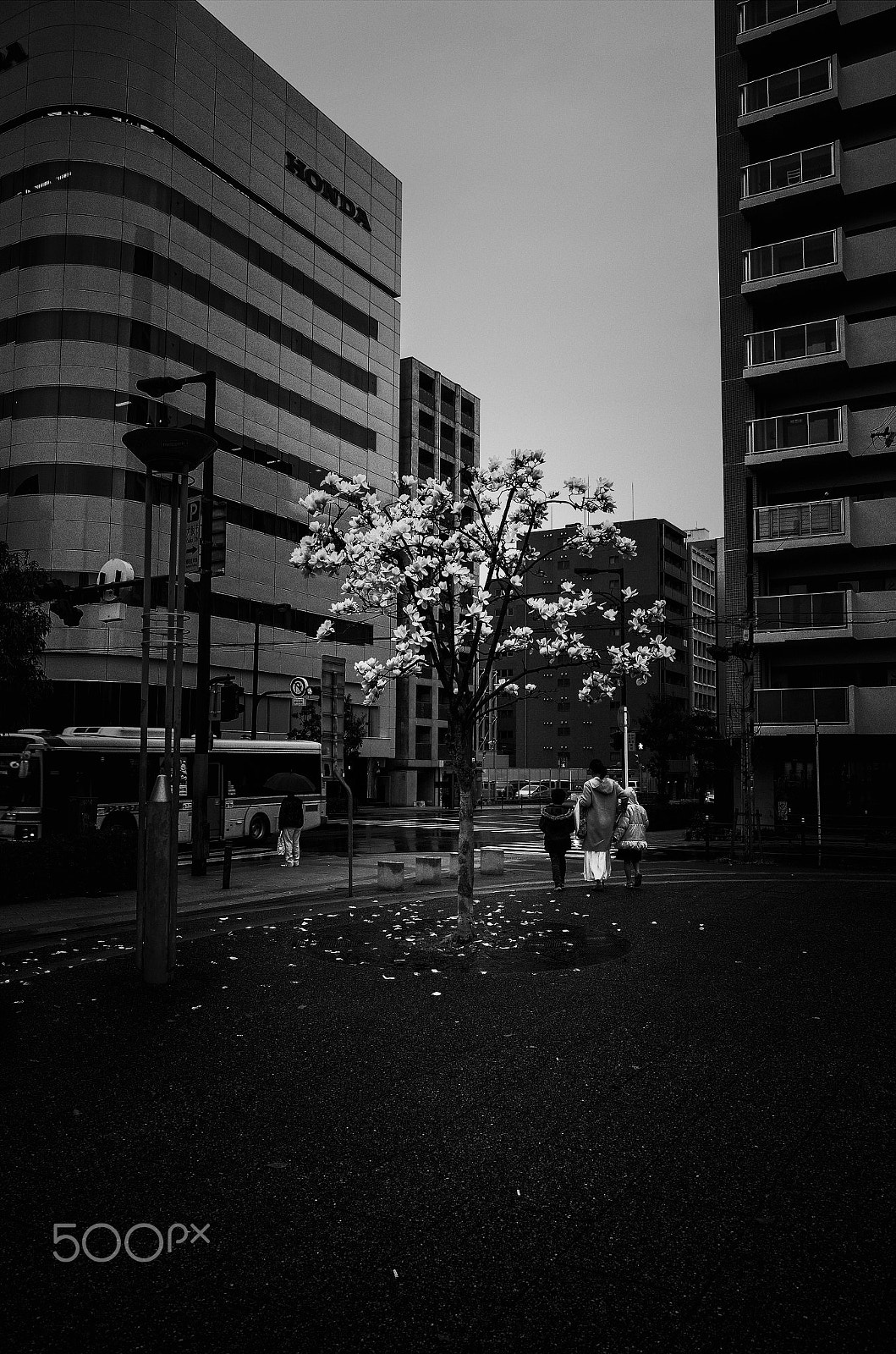 Ricoh GR + GR Lens sample photo. Magnolia photography