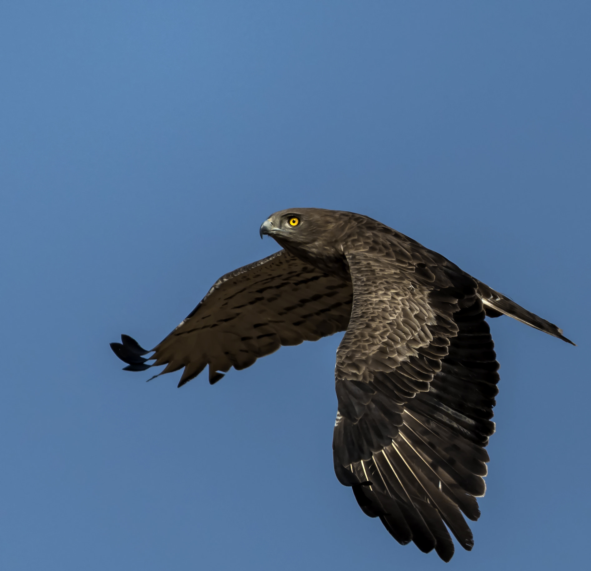 Nikon AF-S Nikkor 600mm F4E FL ED VR sample photo. Short_toed snake eagle photography