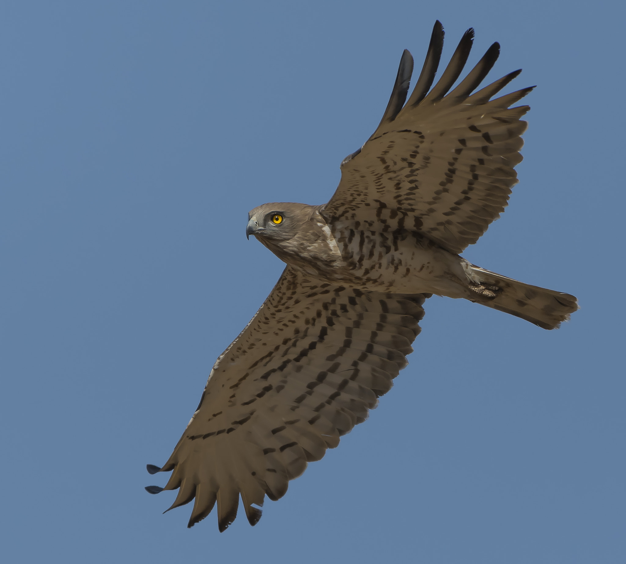 Nikon AF-S Nikkor 600mm F4E FL ED VR sample photo. Short- toed snake eagle photography