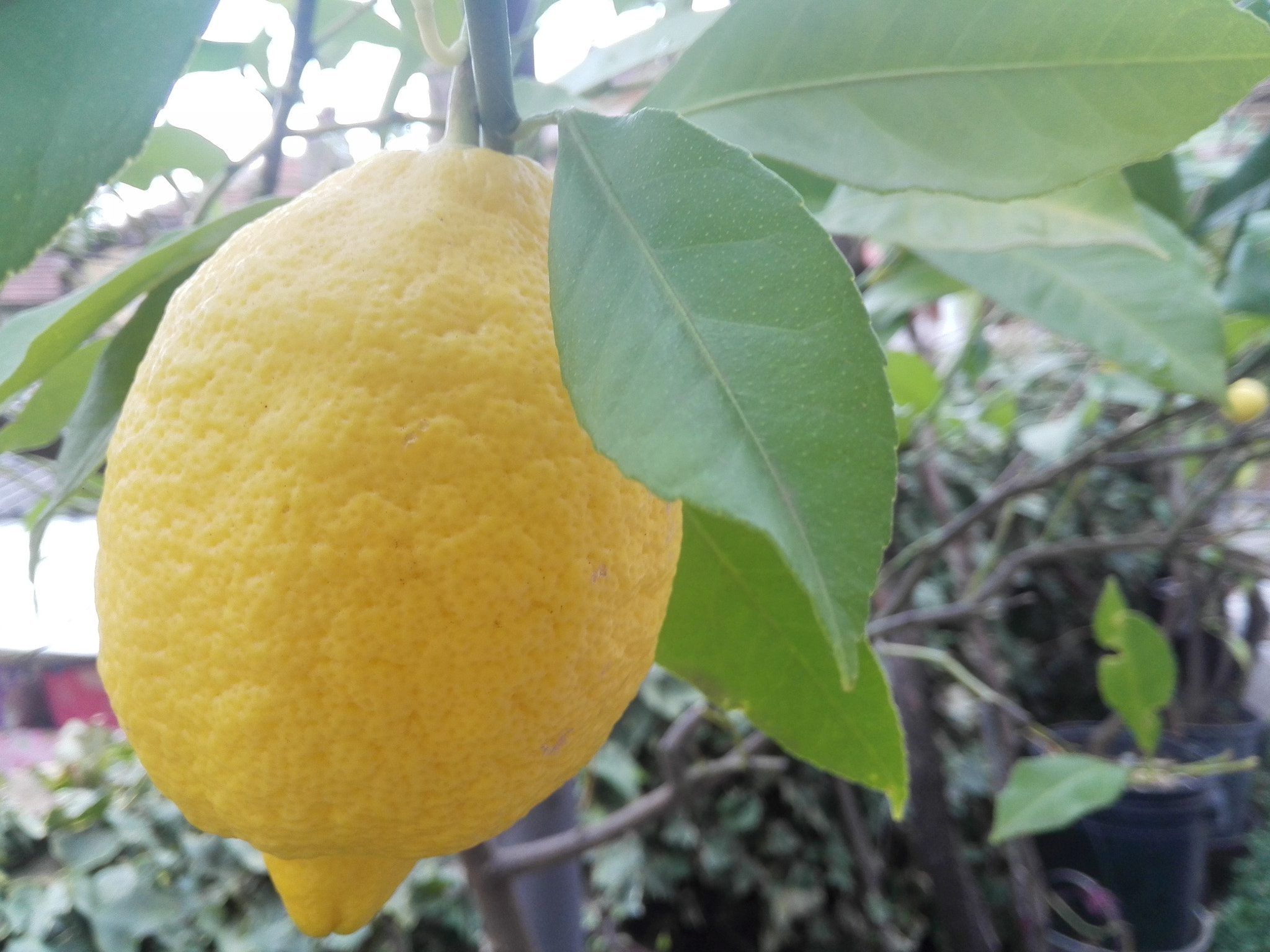 HUAWEI P7-L10 sample photo. Lemon photography