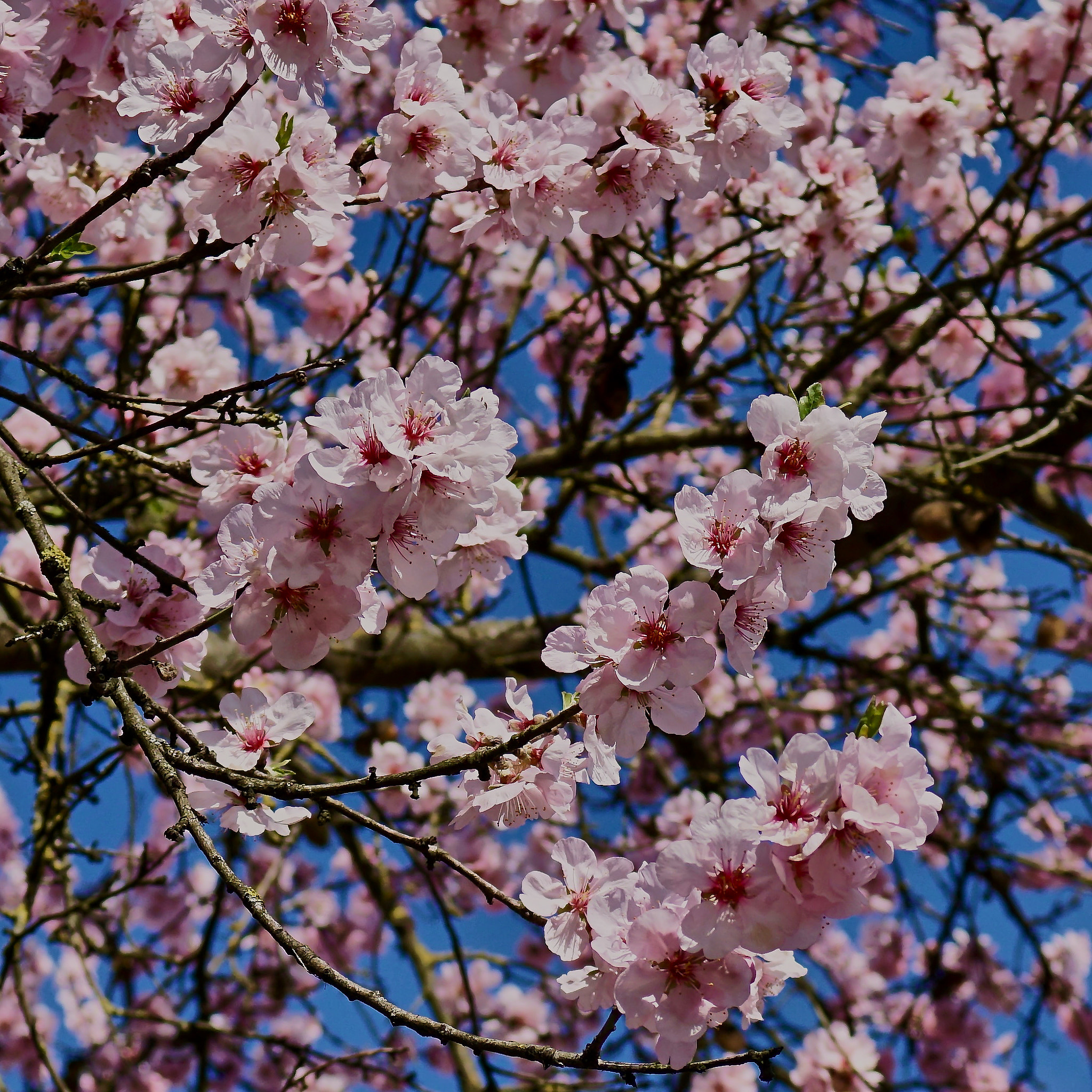 Sony DT 30mm F2.8 Macro SAM sample photo. Pfirsichblüte photography