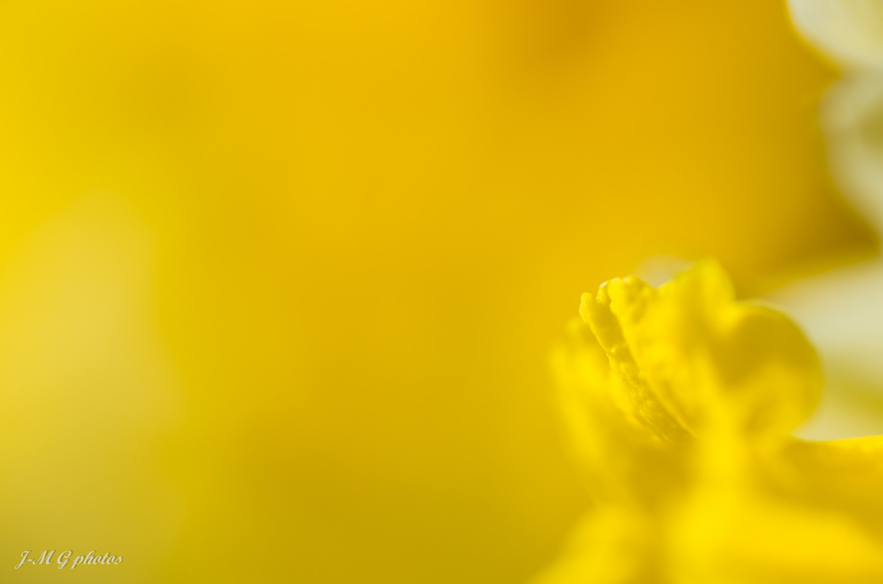 Pentax K-30 + Tamron SP AF 90mm F2.8 Di Macro sample photo. Yellow! photography