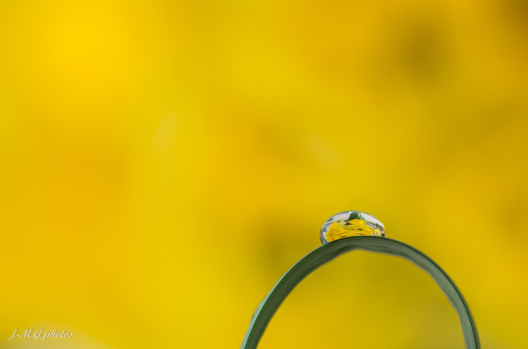 Pentax K-30 + Tamron SP AF 90mm F2.8 Di Macro sample photo. Yellow! photography