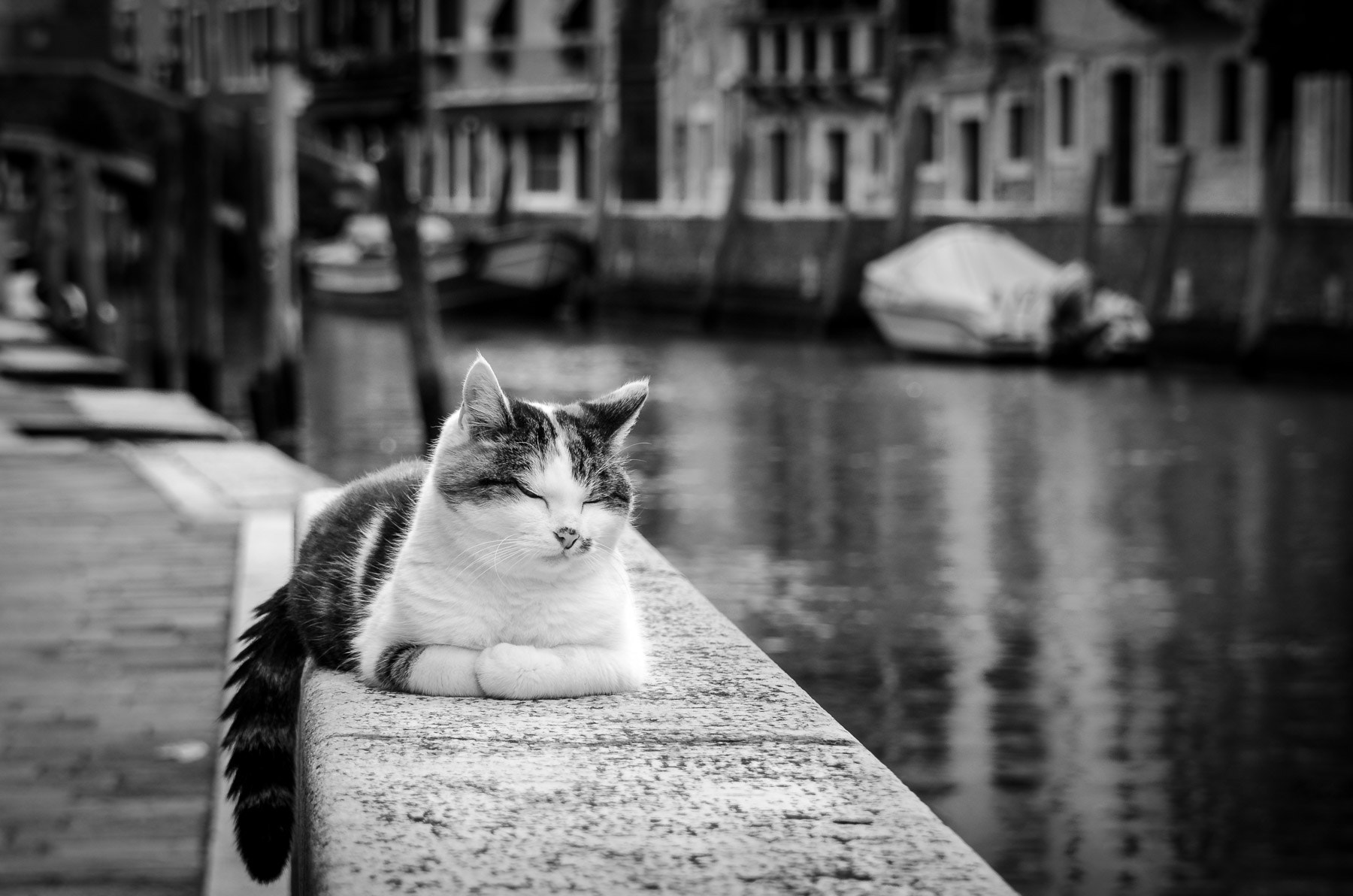 Nikon D7000 + Nikon AF-S Nikkor 28-300mm F3.5-5.6G ED VR sample photo. A cat on the edge of the canal photography