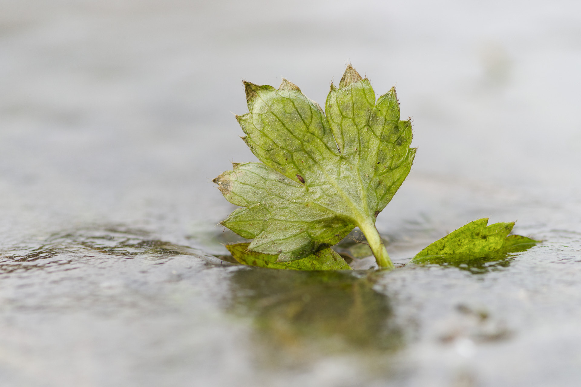 Pentax K-1 sample photo. Spring is close! photography