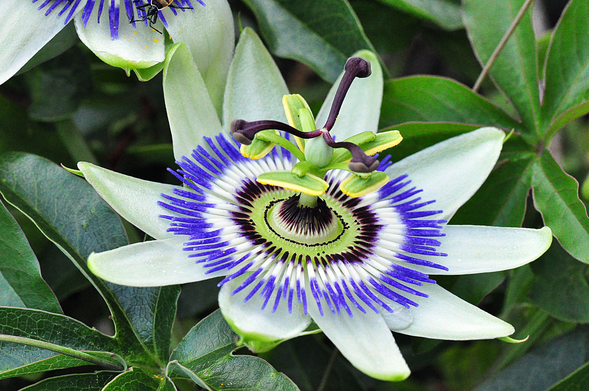 Nikon D90 sample photo. Passion flower photography