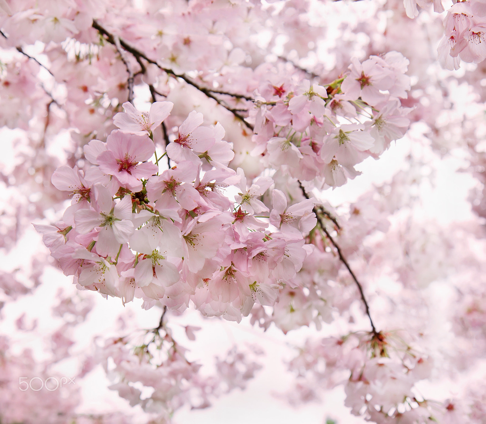 Canon EF-S 17-55mm F2.8 IS USM sample photo. Sakura blossom photography