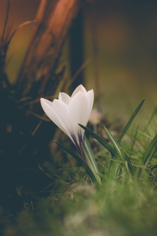 Canon EF 35-80mm f/4-5.6 sample photo. Crocus photography