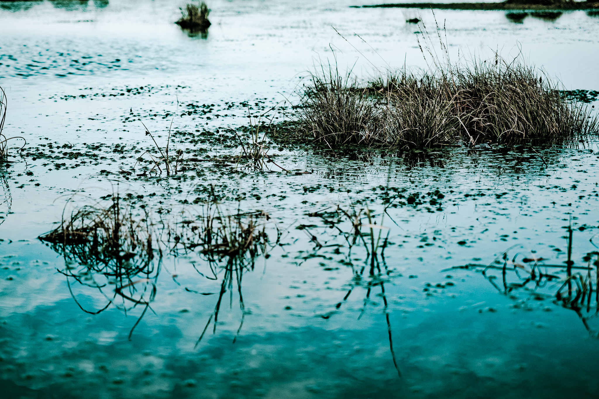 Olympus OM-D E-M5 II sample photo. Hemsloher moor photography