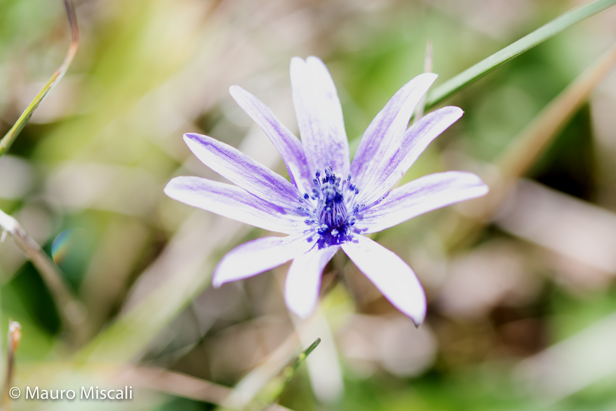 Tamron SP 90mm F2.8 Di VC USD 1:1 Macro sample photo. Flower photography