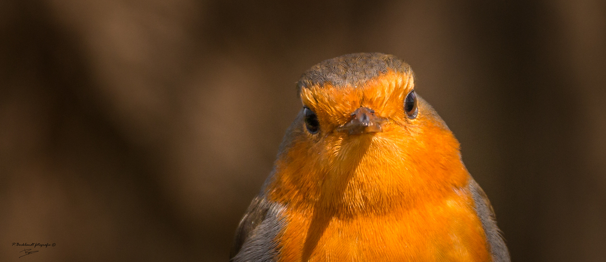 150-600mm F5-6.3 DG OS HSM | Contemporary 015 sample photo. Robin close photography