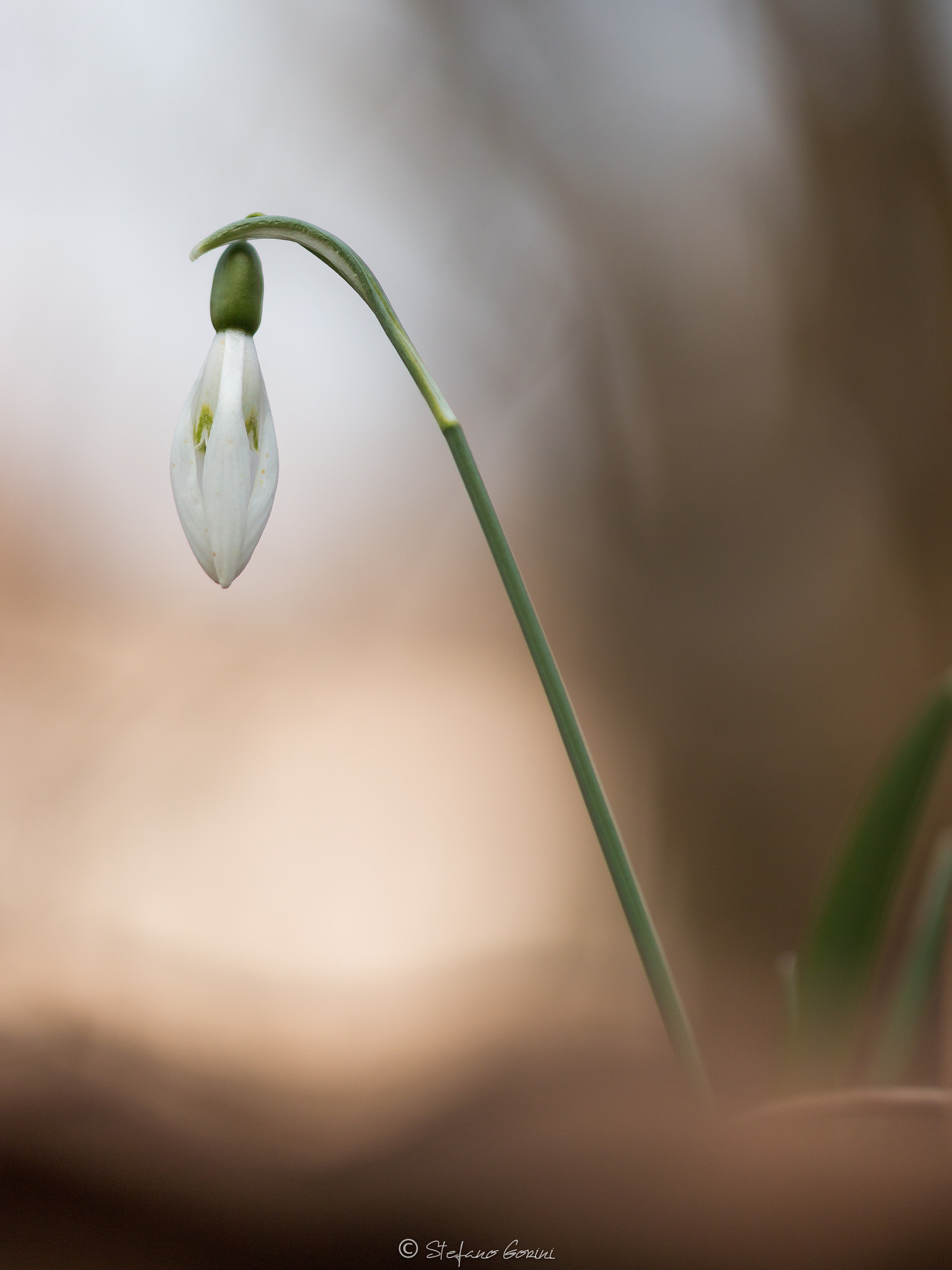 Sigma 105mm F2.8 EX DG OS HSM sample photo. Galanthus nivalis photography
