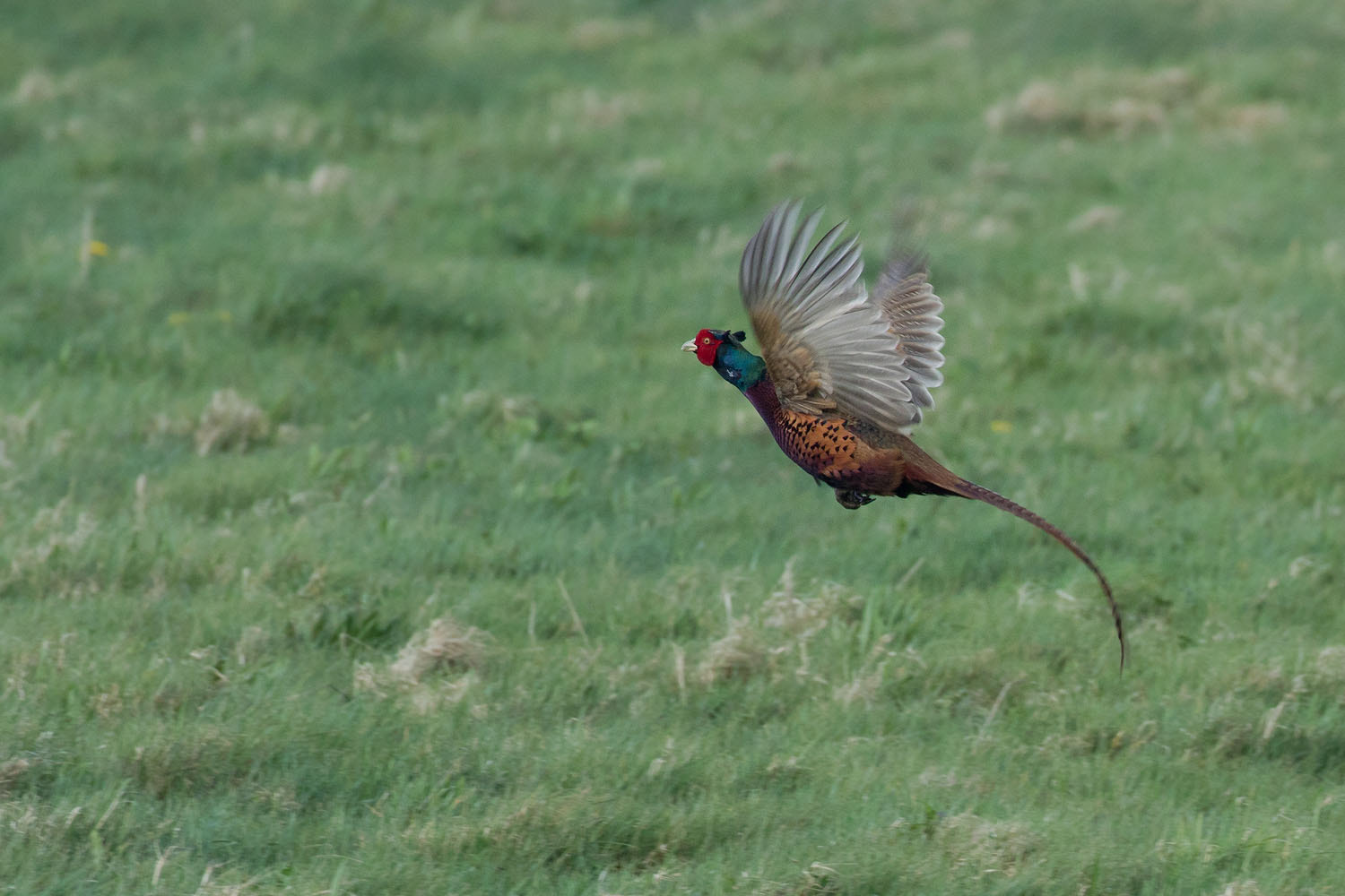 Canon EOS 7D Mark II + Canon EF 500mm F4L IS USM sample photo. Pheasant photography