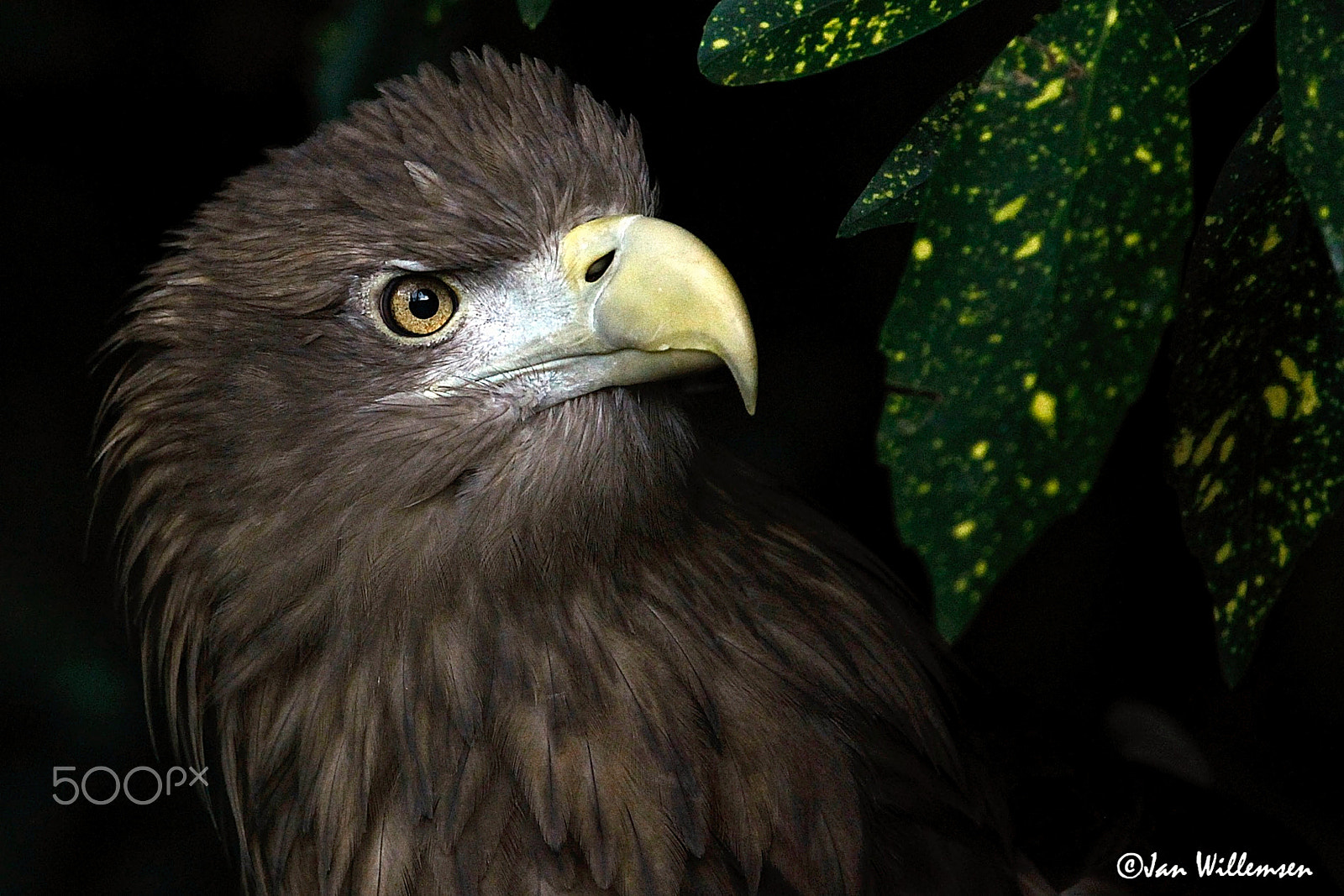 Canon EF 300mm F2.8L IS II USM sample photo. Eagle photography