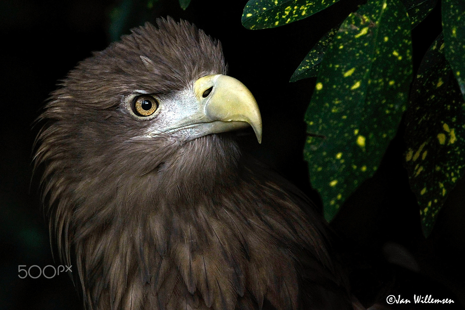 Canon EOS-1D Mark IV + Canon EF 300mm F2.8L IS II USM sample photo. Eagle photography