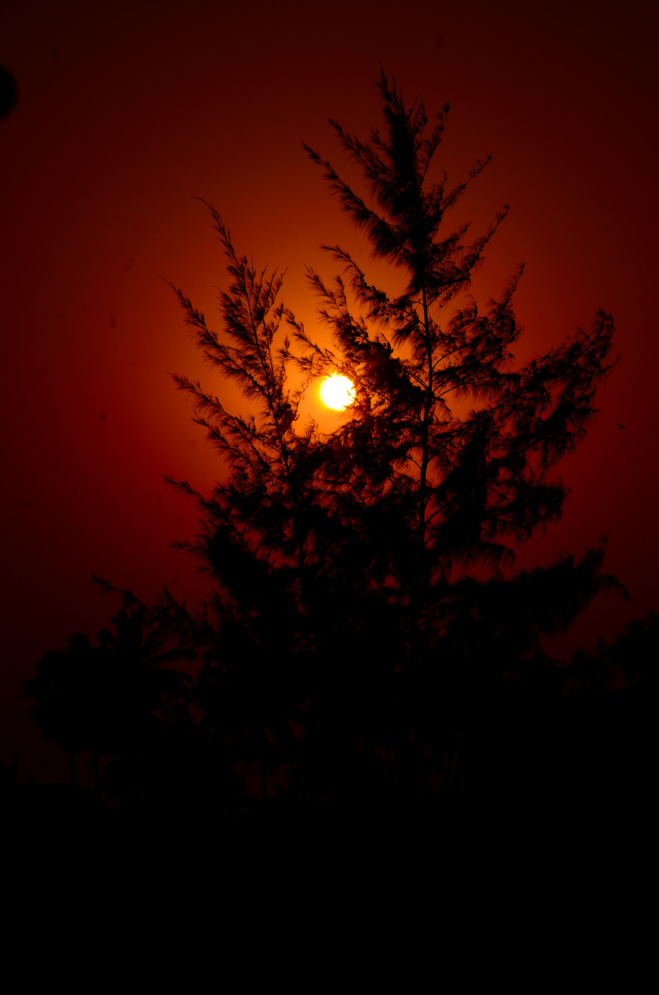 Nikon D7000 sample photo. Sunset tree photography