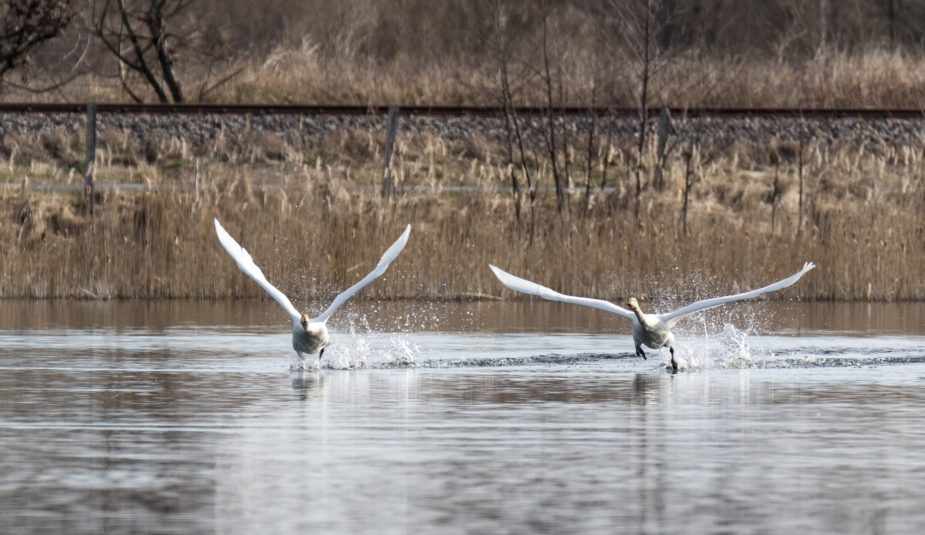 Tamron SP 150-600mm F5-6.3 Di VC USD sample photo. Cygnus cygnus 1 photography
