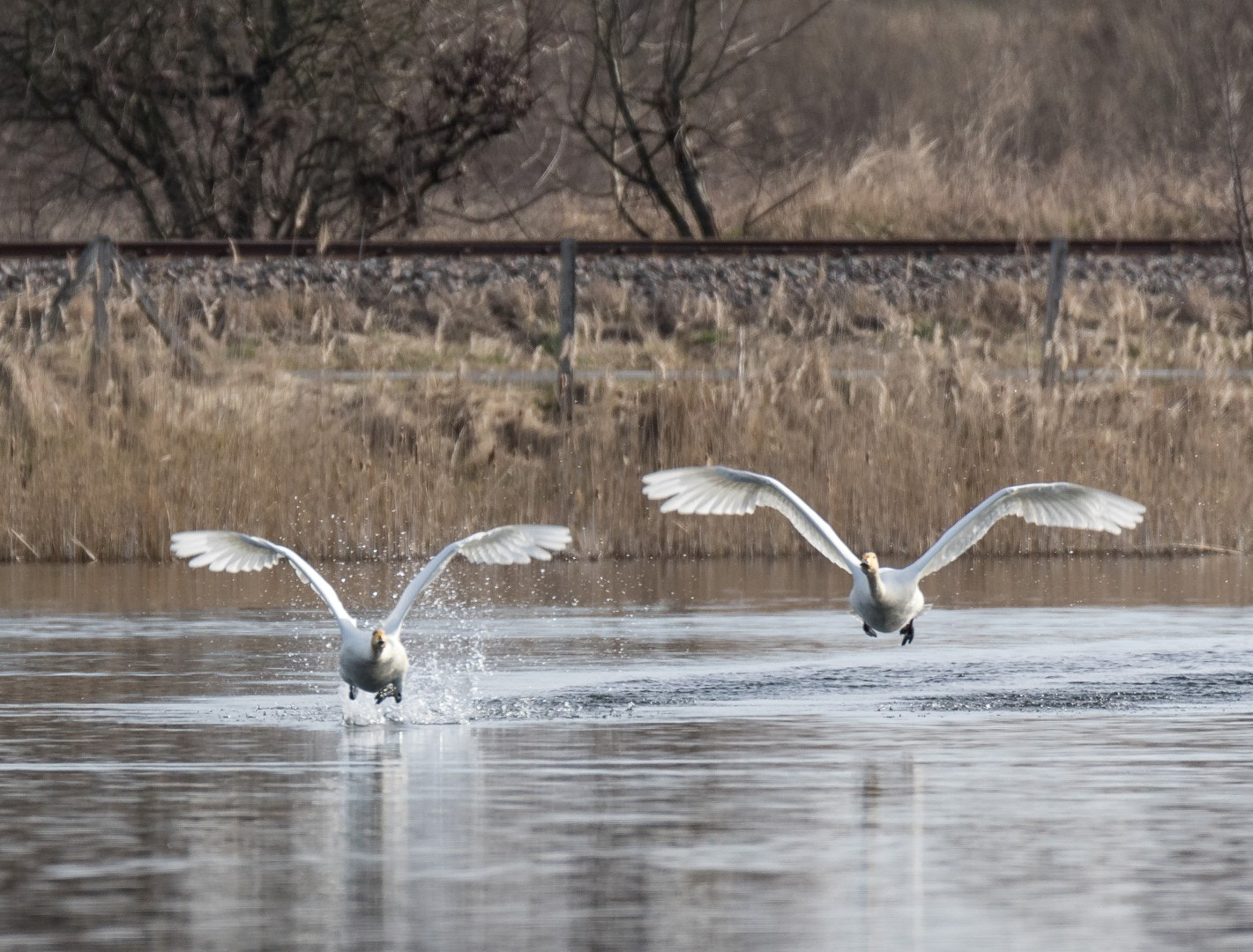 Tamron SP 150-600mm F5-6.3 Di VC USD sample photo. Cygnus cygnus 2 photography