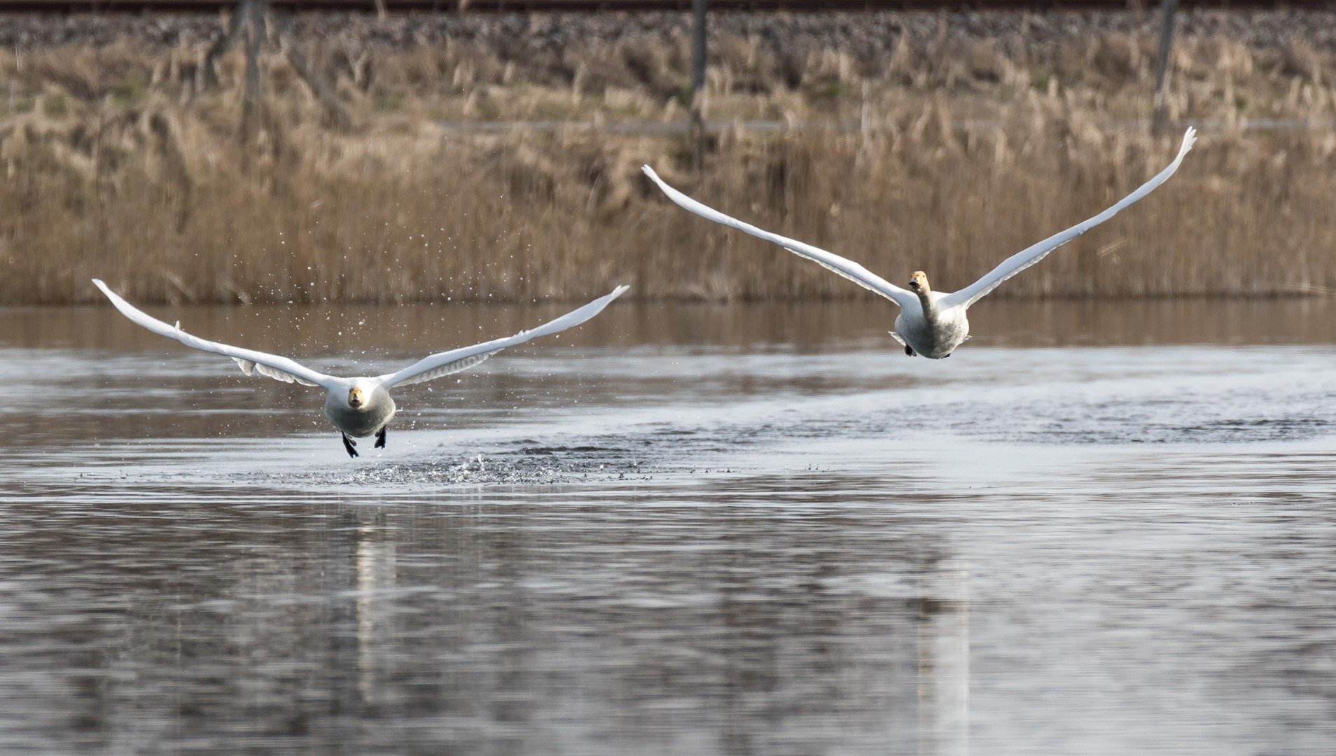 Tamron SP 150-600mm F5-6.3 Di VC USD sample photo. Cygnus cygnus 3 photography