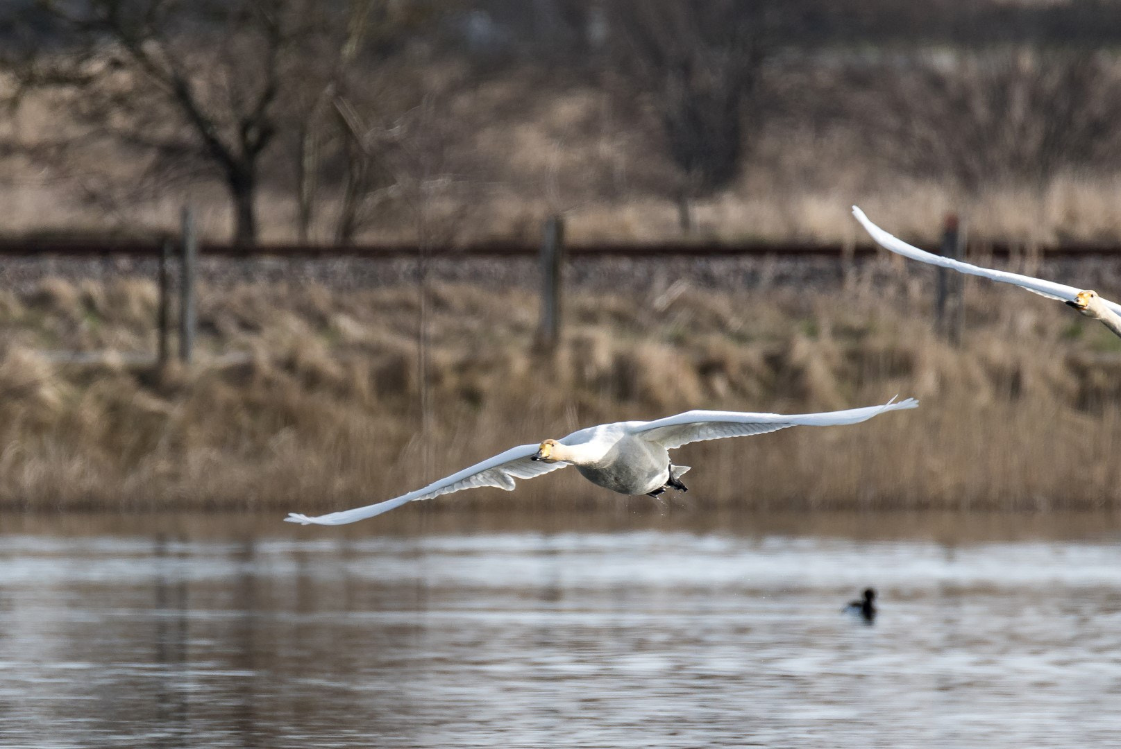 Tamron SP 150-600mm F5-6.3 Di VC USD sample photo. Cygnus cygnus 4 photography