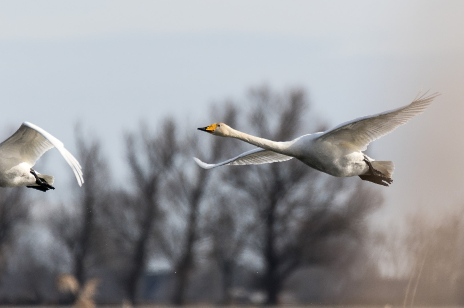 Tamron SP 150-600mm F5-6.3 Di VC USD sample photo. Cygnus cygnus 5 photography