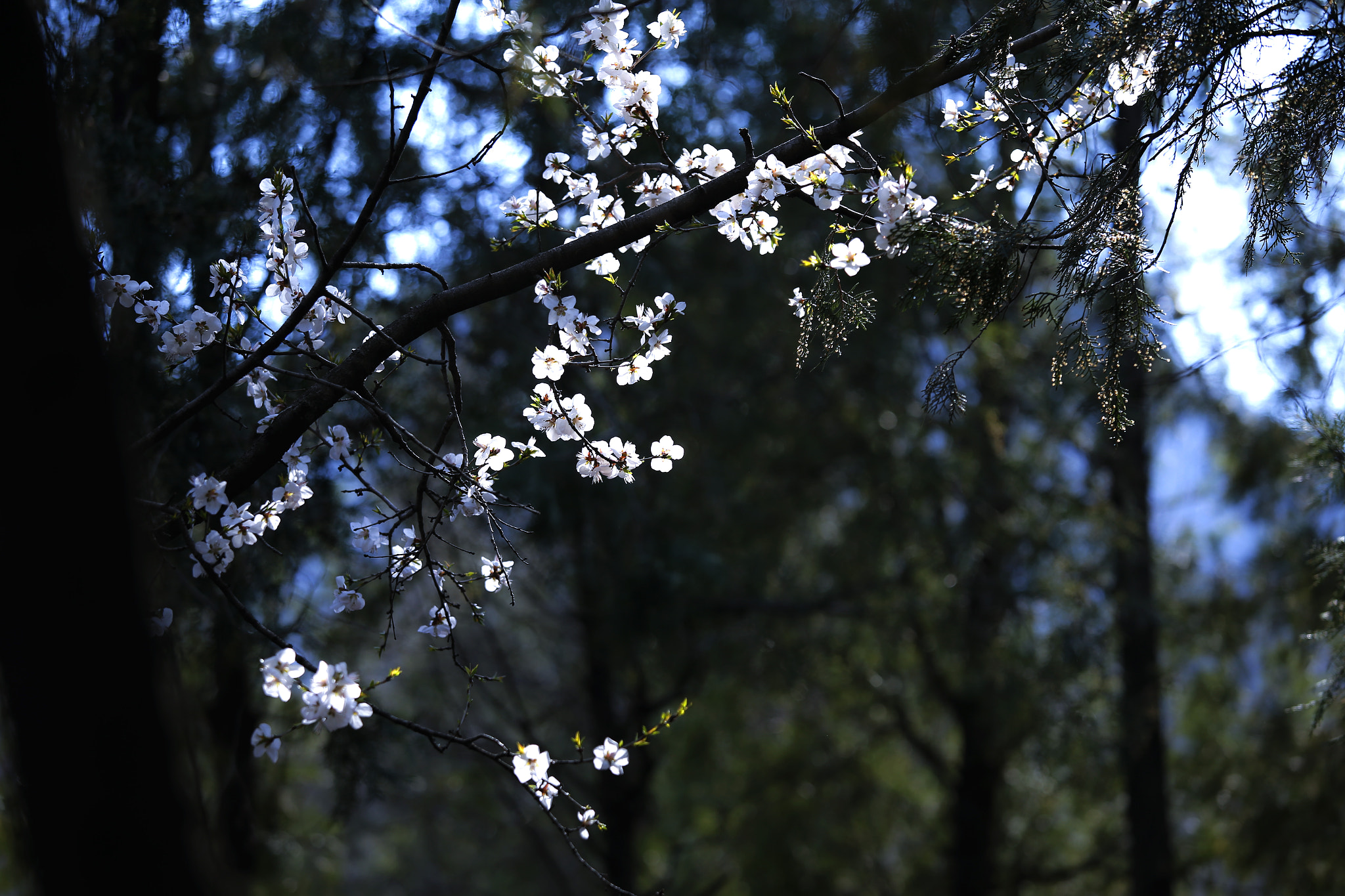 Canon EOS 6D + Canon EF 70-200mm F4L IS USM sample photo