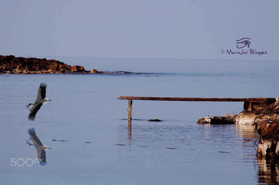 Nikon D40 sample photo. Libertad photography