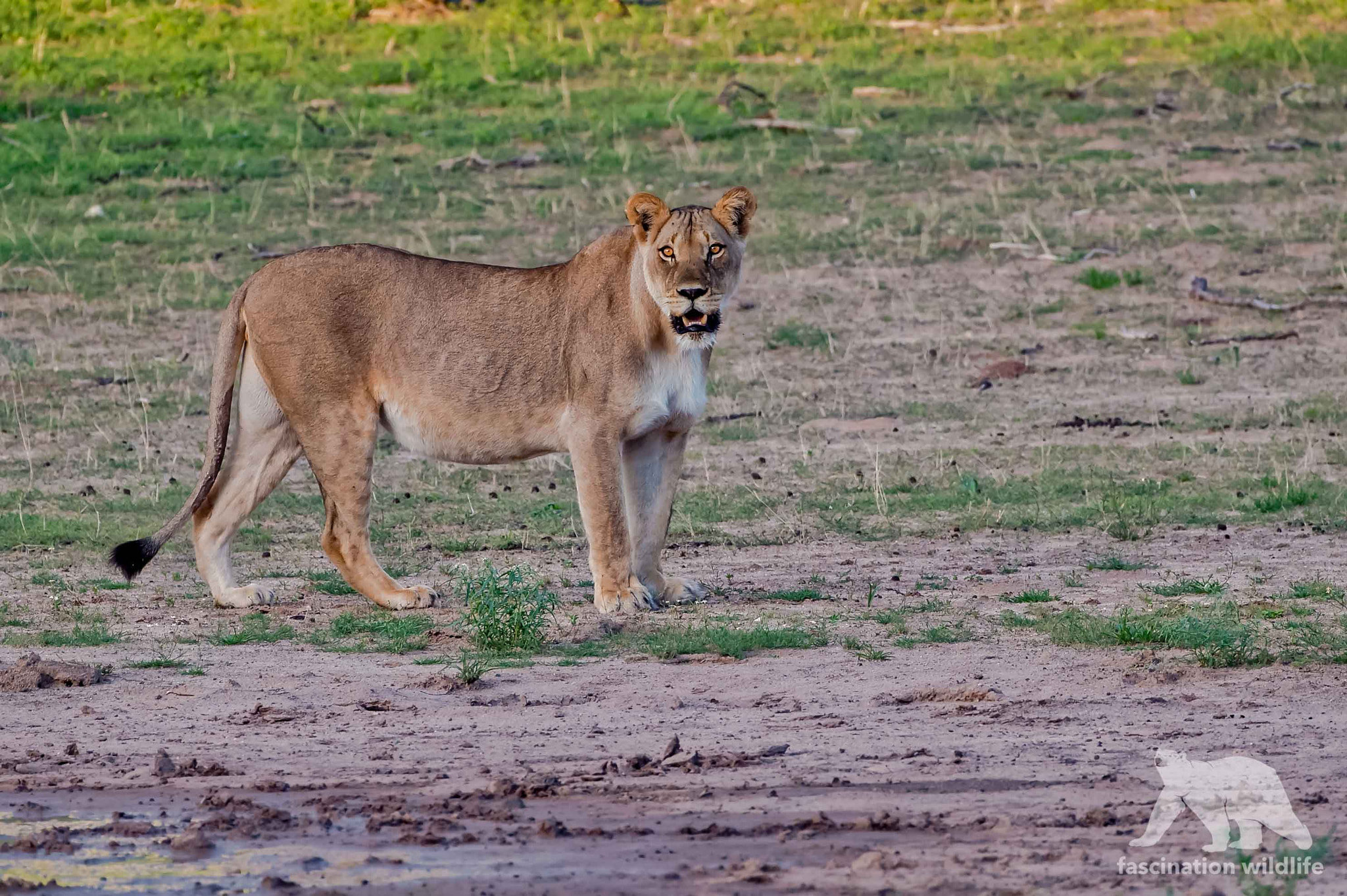 Sigma 150-600mm F5-6.3 DG OS HSM | S sample photo. Lioness photography