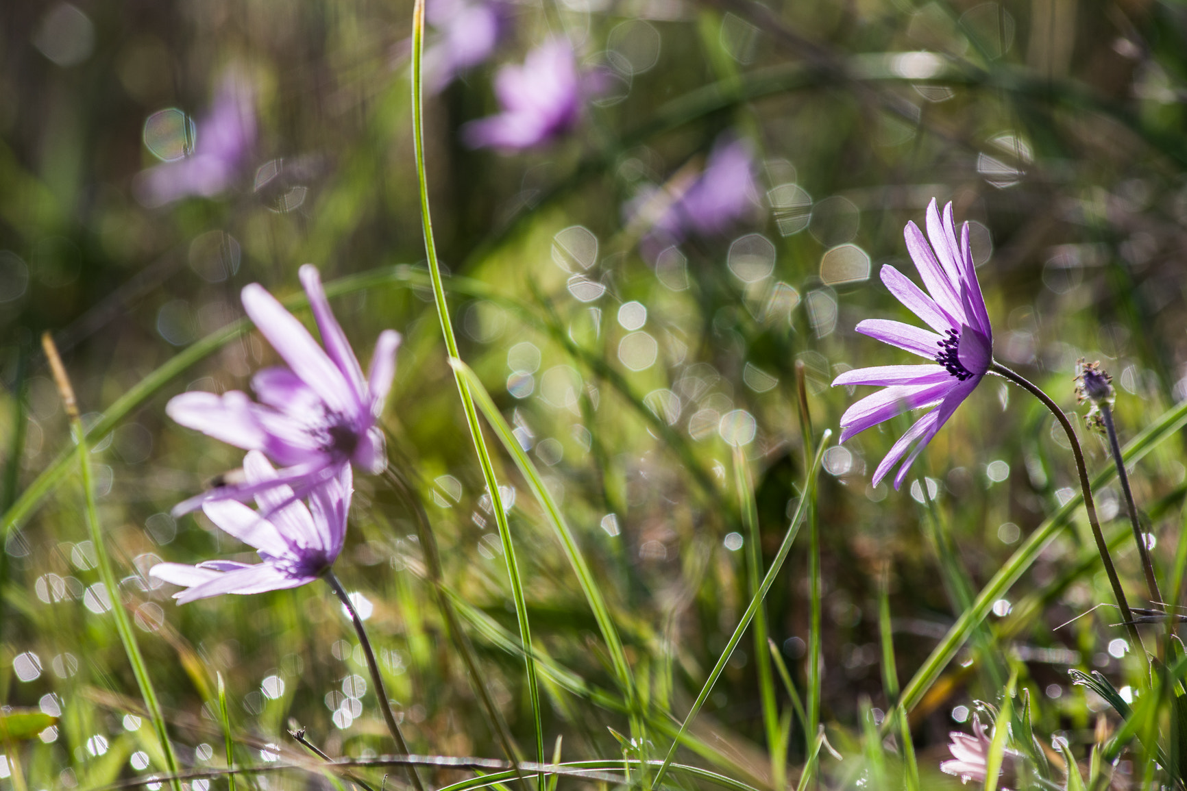 Pentax K-70 sample photo. 33242557945.jpg photography