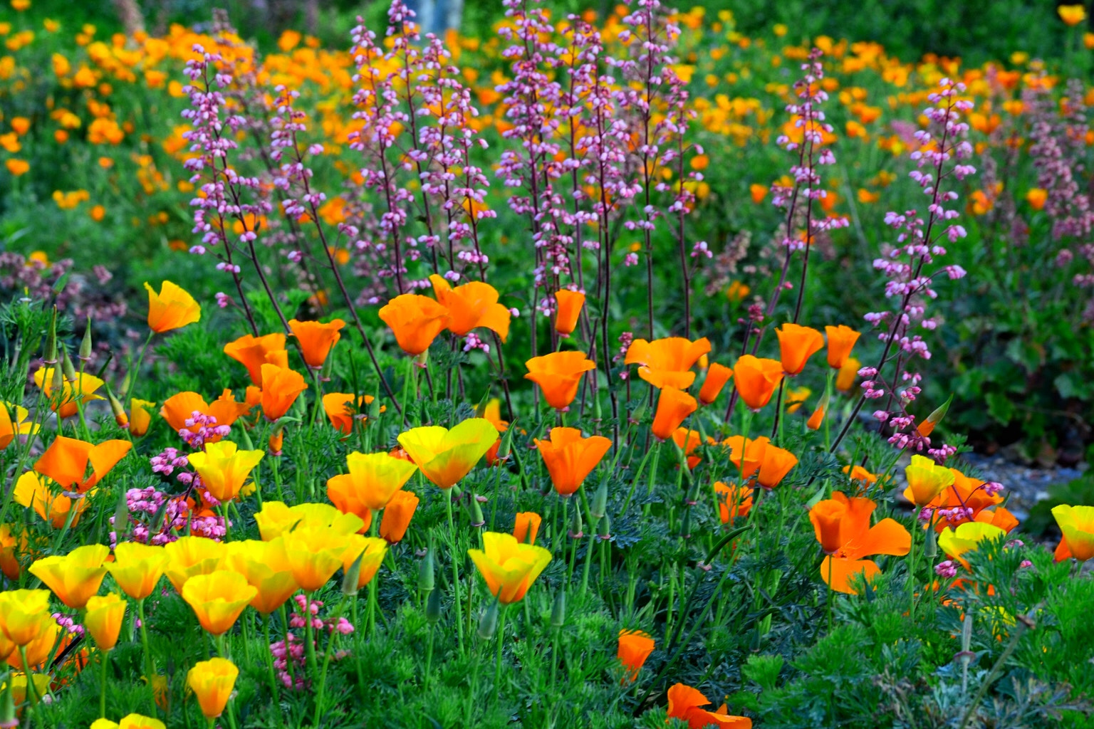AF Zoom-Nikkor 35-105mm f/3.5-4.5D sample photo. Flowers photography