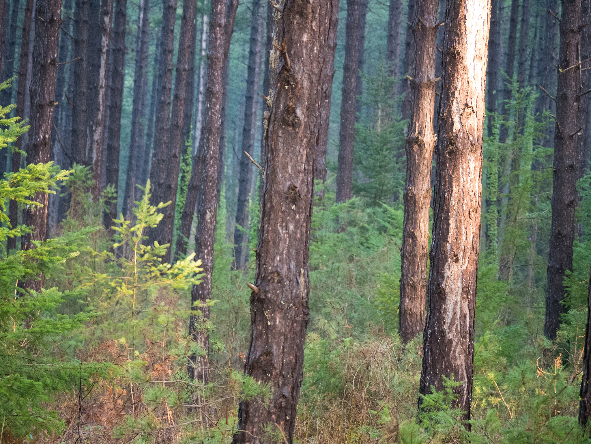 Panasonic Lumix DMC-G85 (Lumix DMC-G80) + LEICA DG 100-400/F4.0-6.3 sample photo. Forest of saou photography