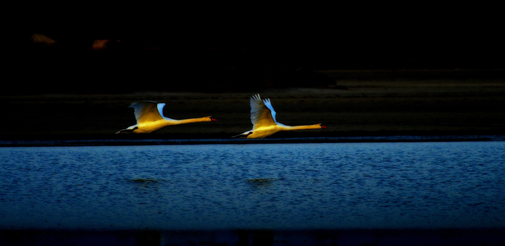 Pentax K-5 + Pentax smc DA* 300mm F4.0 ED (IF) SDM sample photo. Vol de cygnes en camargue photography