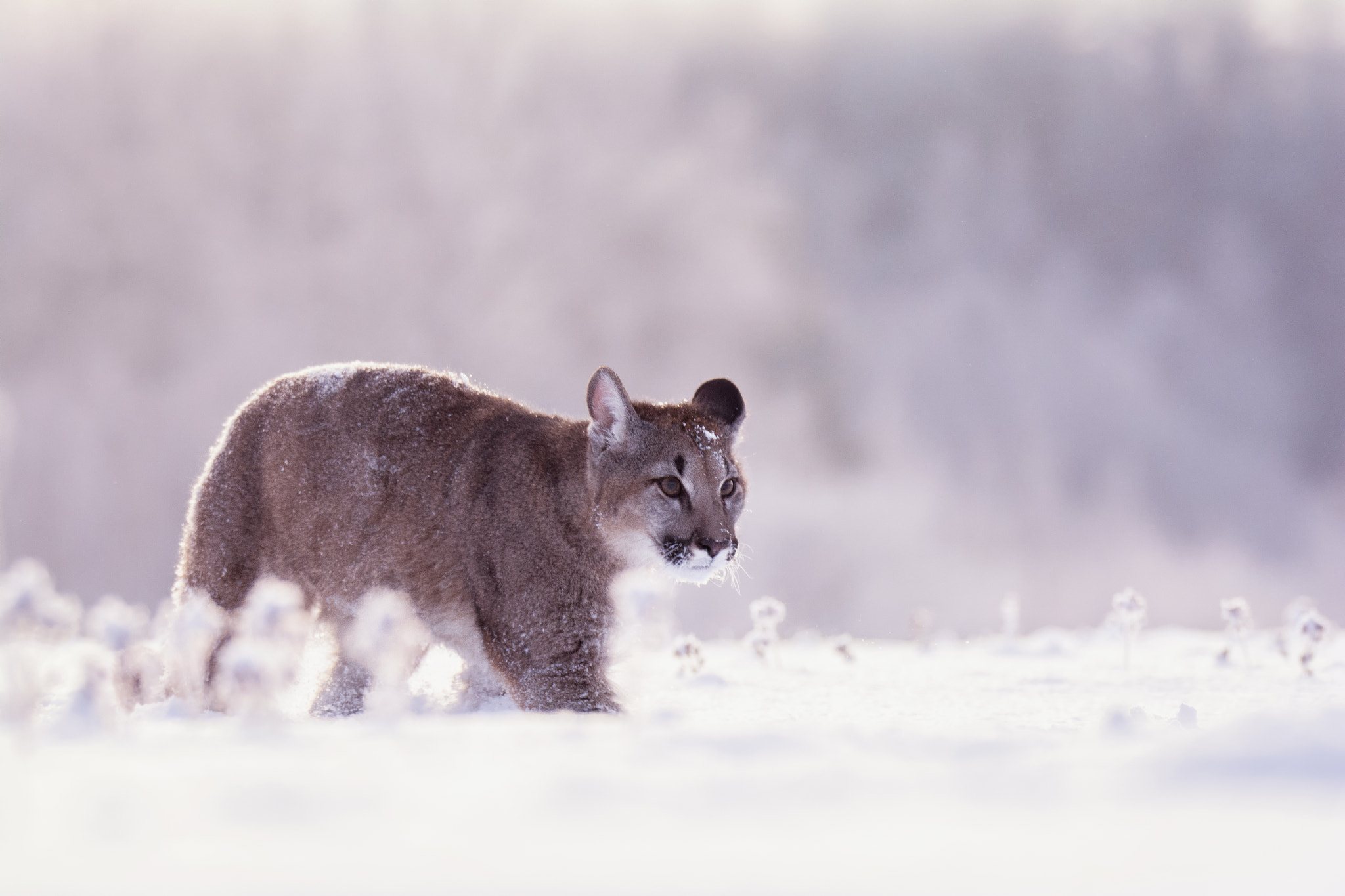 Nikon D7100 + Sigma 150-600mm F5-6.3 DG OS HSM | S sample photo. American cougar photography