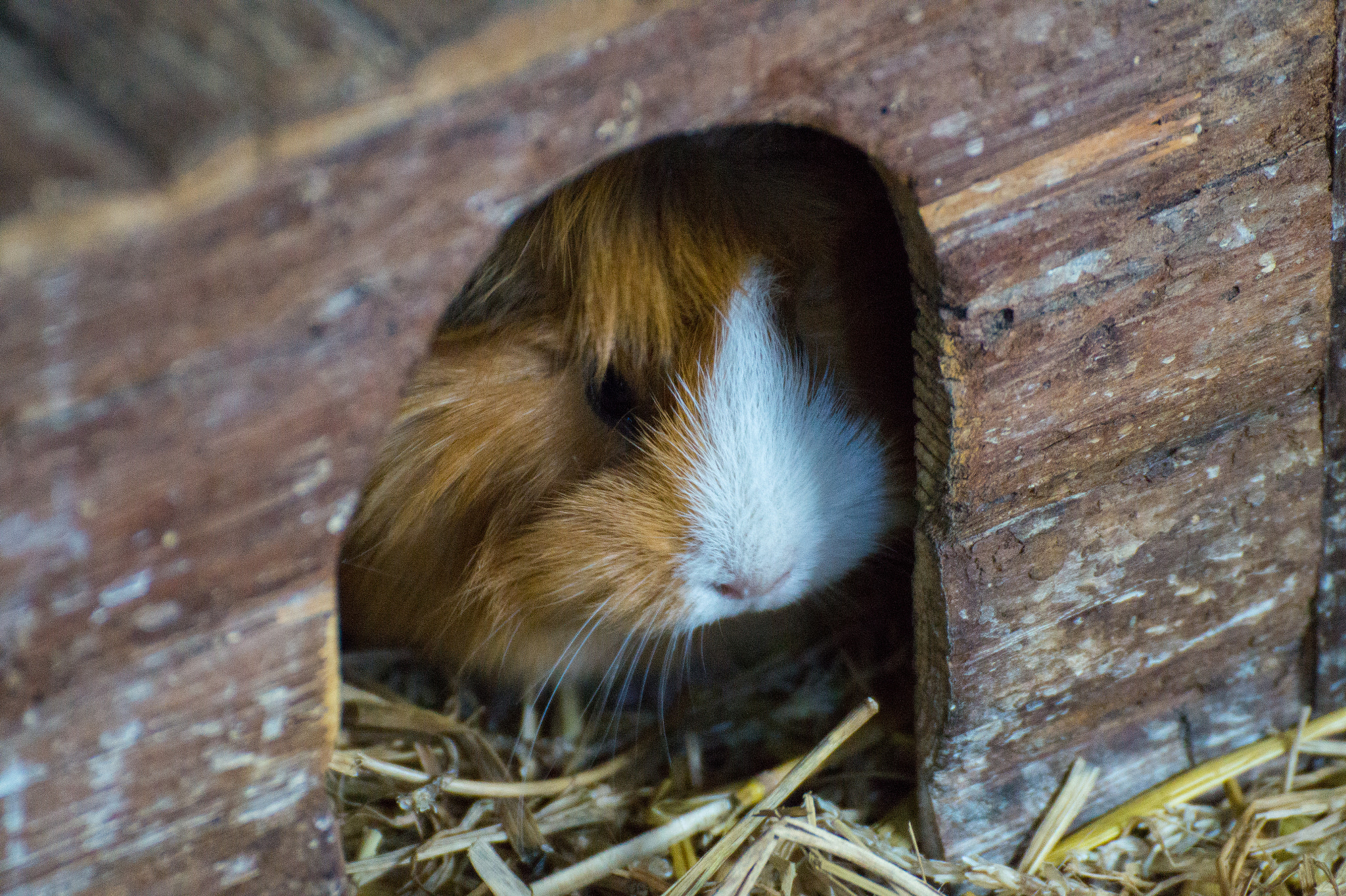 Sony SLT-A58 + Tamron SP 70-300mm F4-5.6 Di USD sample photo. Shy guinea pig photography