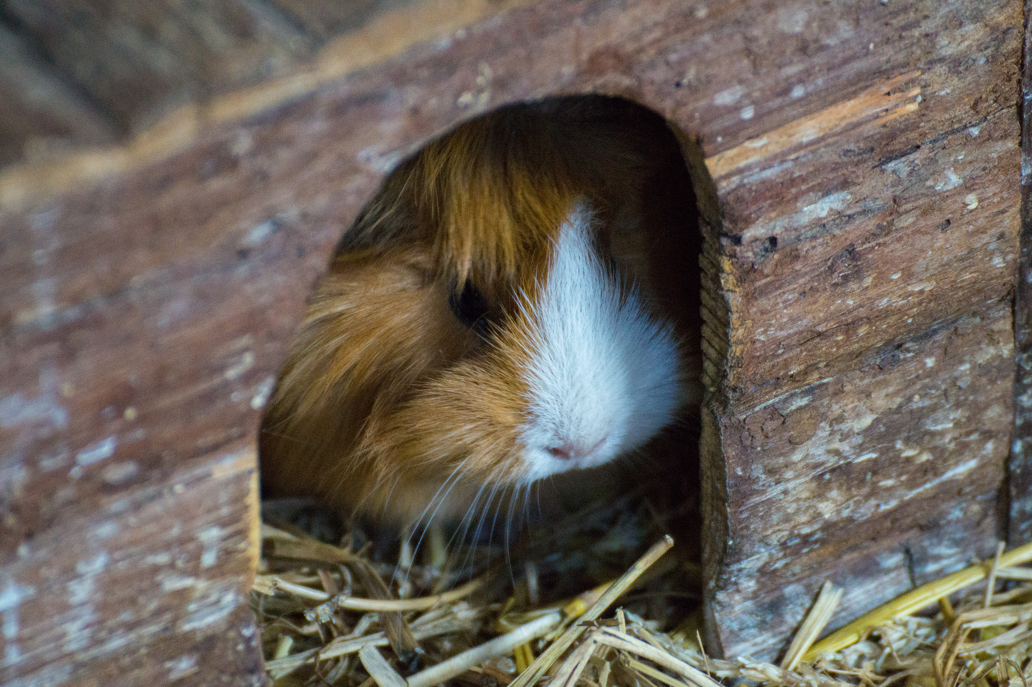 Sony SLT-A58 sample photo. Shy guinea pig photography