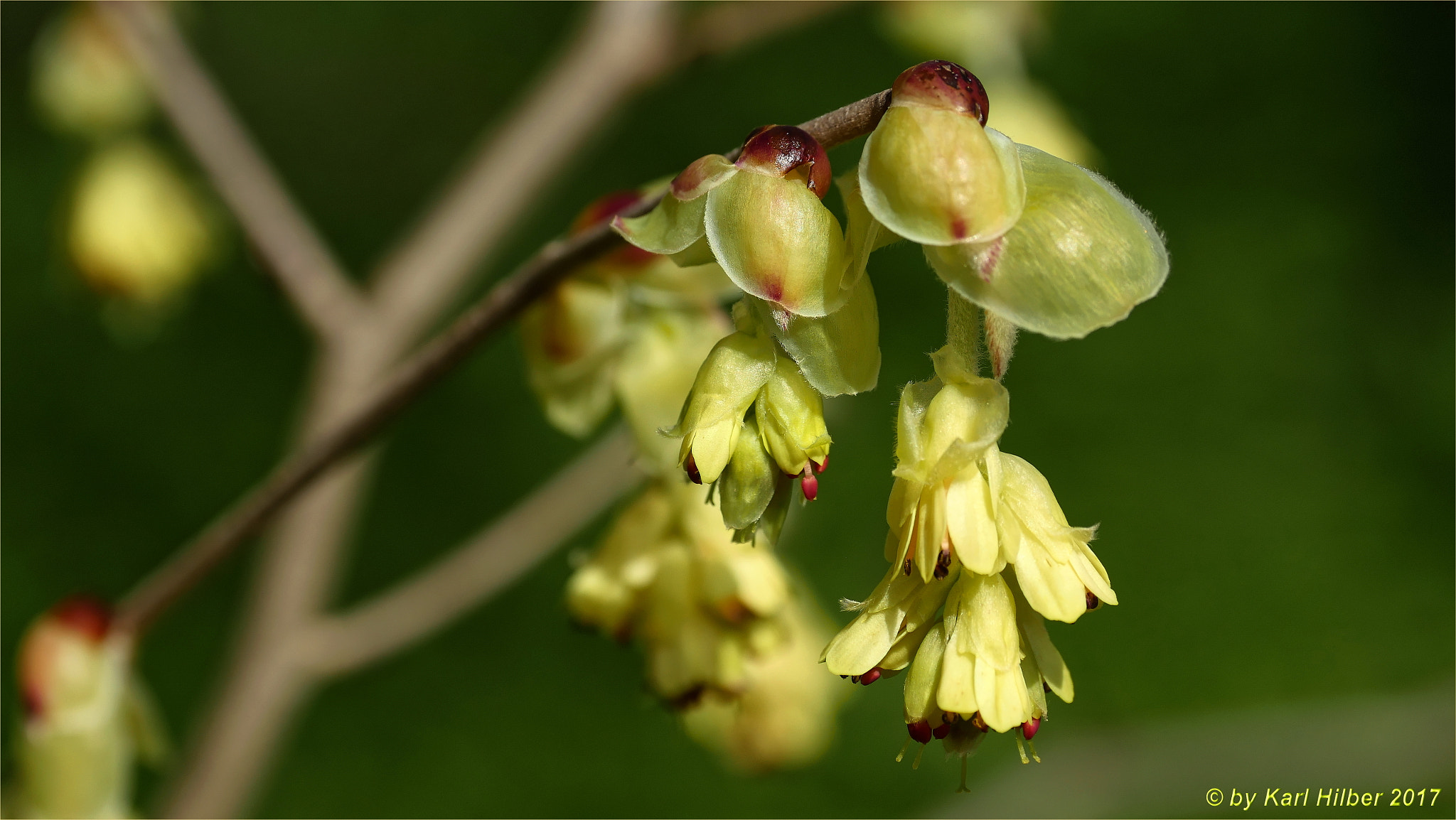 Panasonic Lumix DMC-GX8 sample photo. Aus dem botanischen garten innsbruck, dxo photography