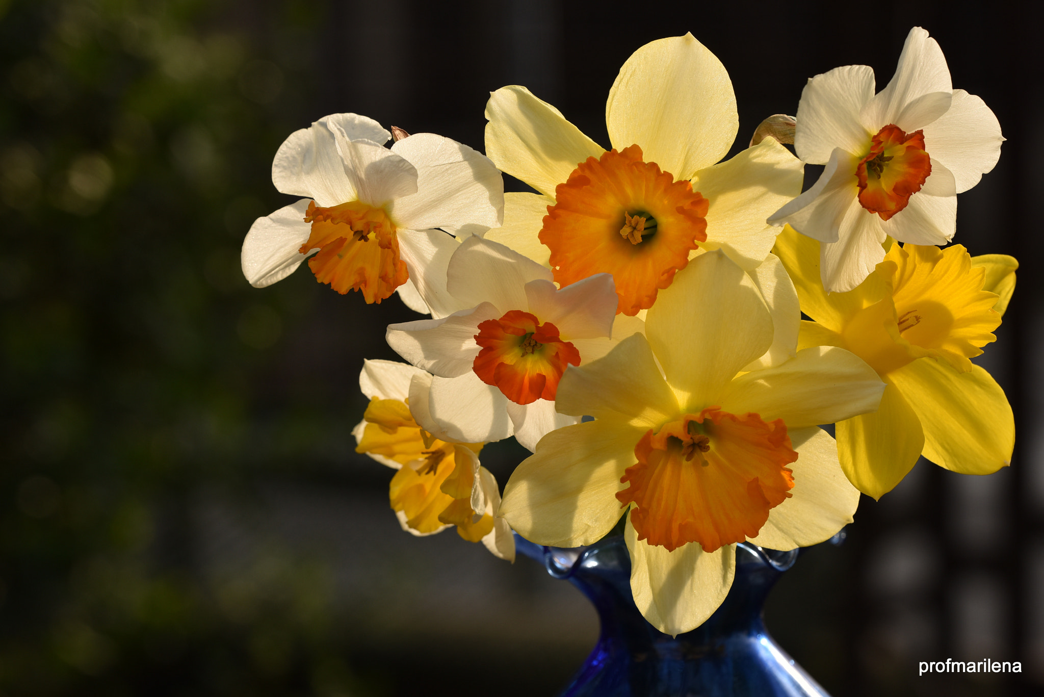 Sigma 150mm F2.8 EX DG OS Macro HSM sample photo. My daffodils , proudly photography
