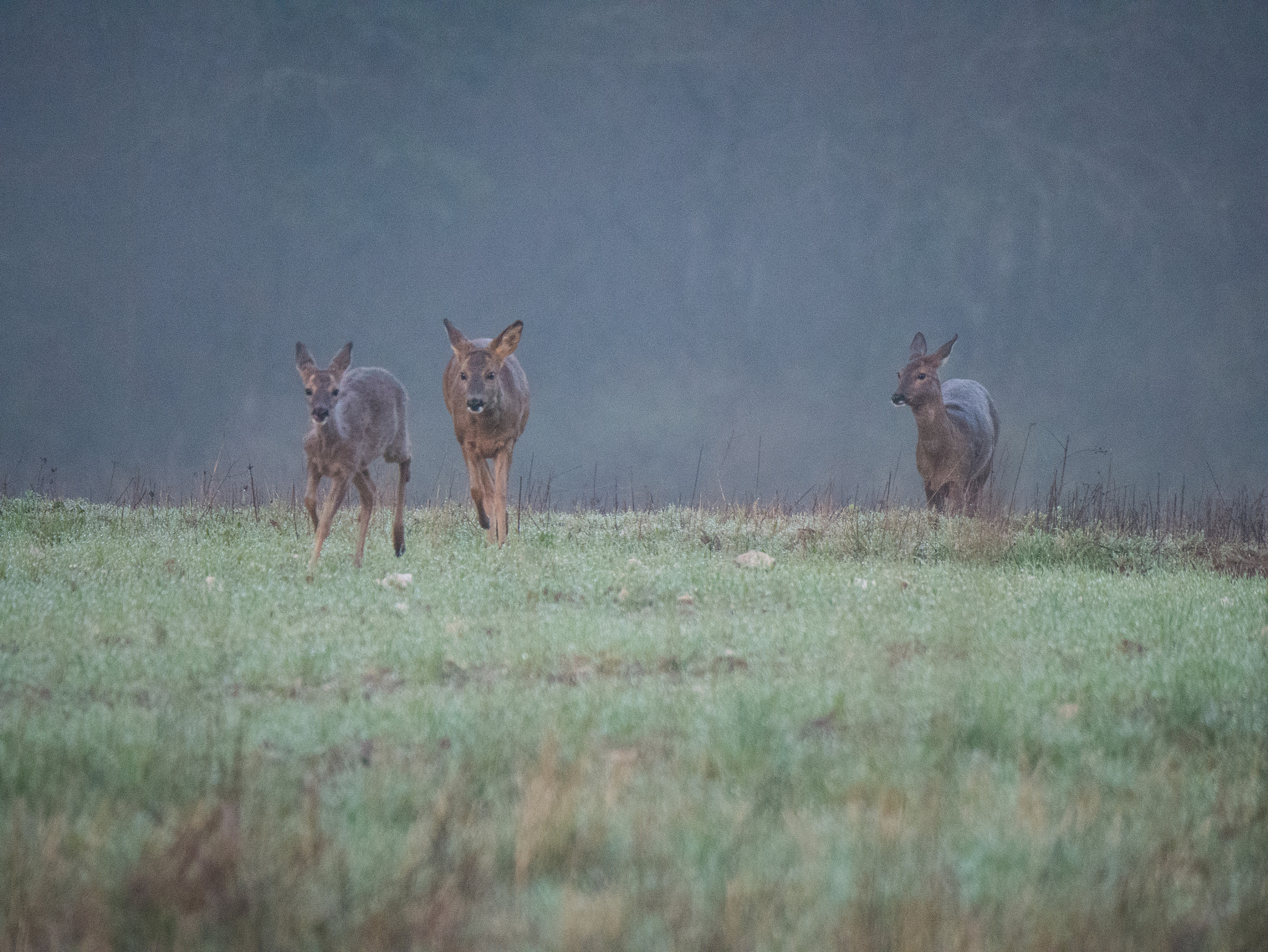 Panasonic Lumix DMC-G85 (Lumix DMC-G80) + LEICA DG 100-400/F4.0-6.3 sample photo. Chevreuils / roe deer photography
