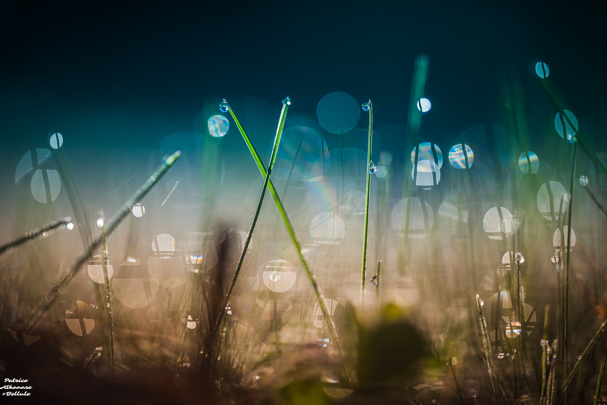 Sigma 150mm F2.8 EX DG OS Macro HSM sample photo. Tiny  pretty world photography