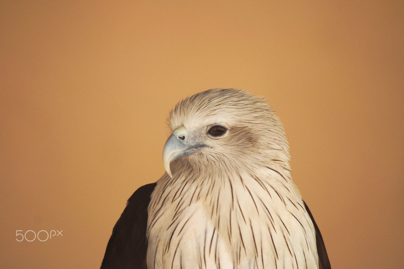 Nikon AF Nikkor 70-300mm F4-5.6G sample photo. Brahminy kite photography