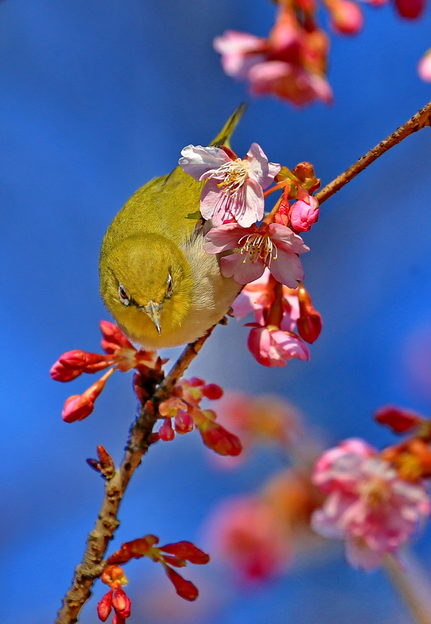 Canon EOS-1D X sample photo. Staring at you photography