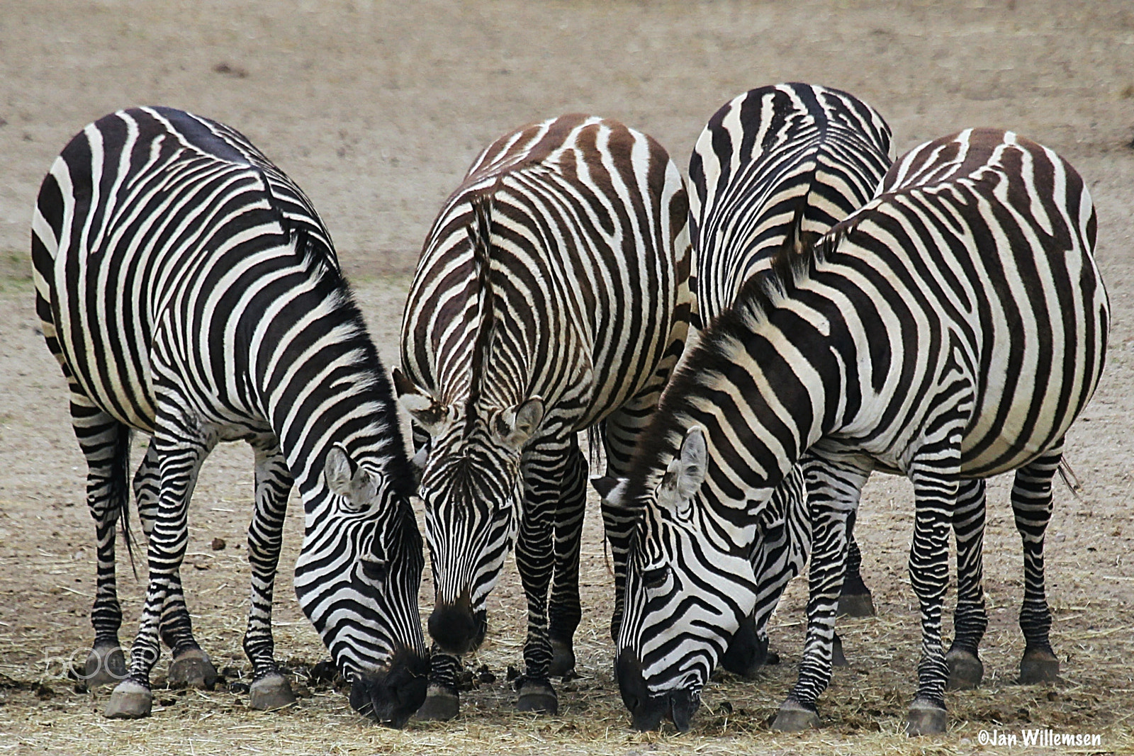 Canon EF 100-400mm F4.5-5.6L IS USM sample photo. Grant's zebra photography
