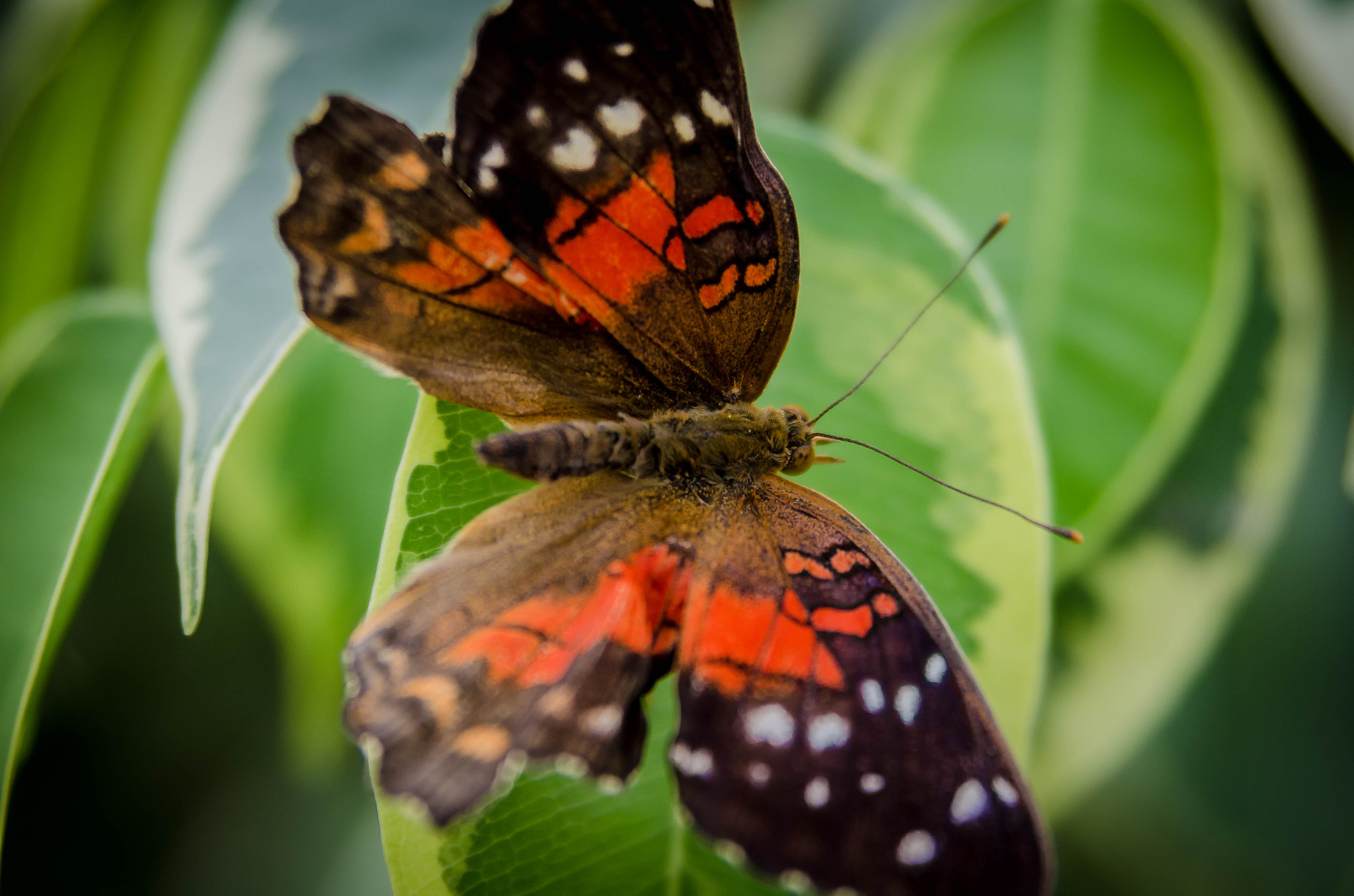Nikon AF Nikkor 24-85mm F2.8-4D IF sample photo. Butterfly photography