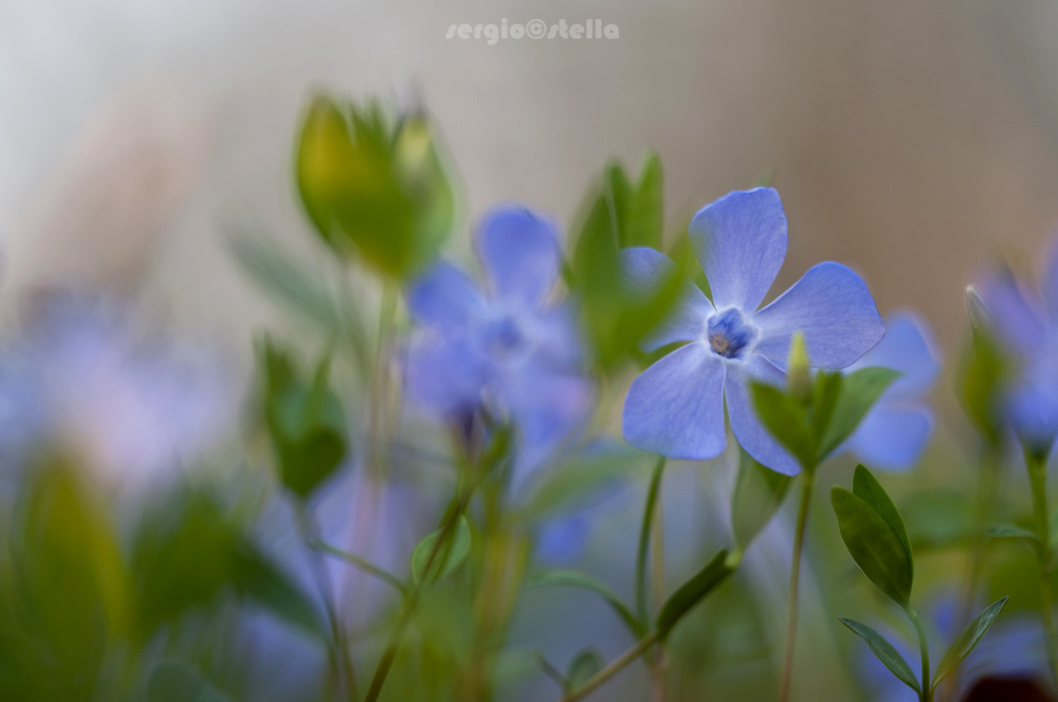 Sigma 150mm F2.8 EX DG Macro HSM sample photo. Vinca photography