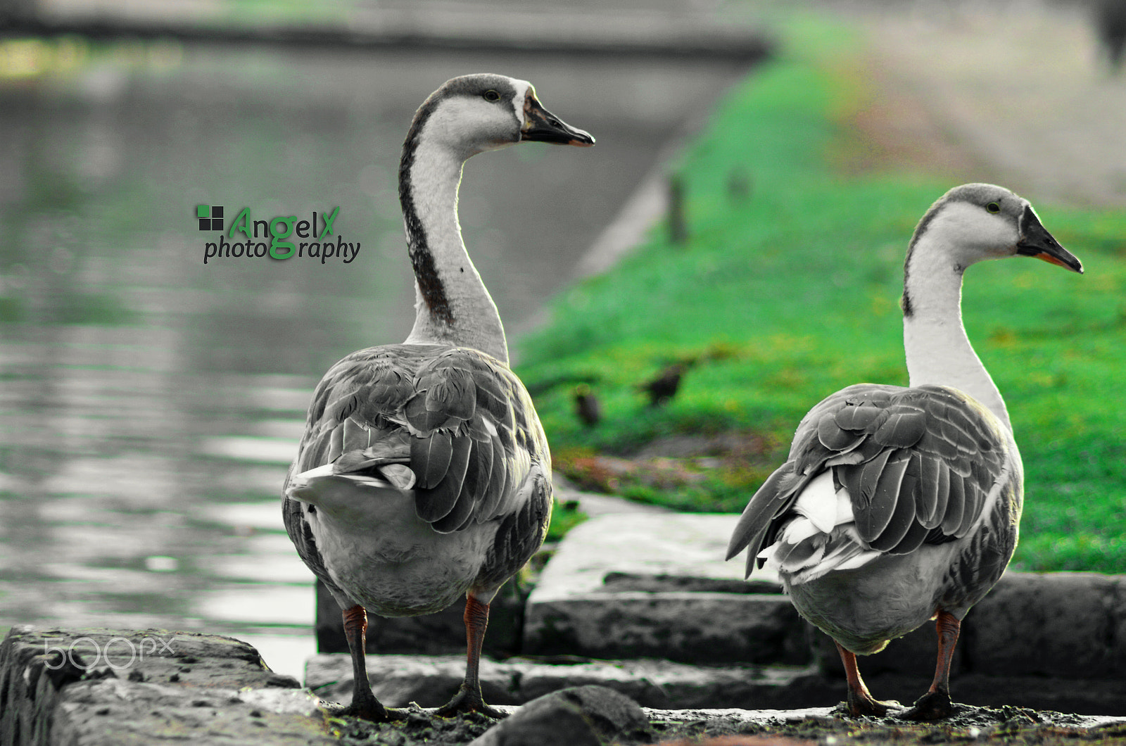 Nikon D3200 sample photo. Duck couple white and gray near canal photography