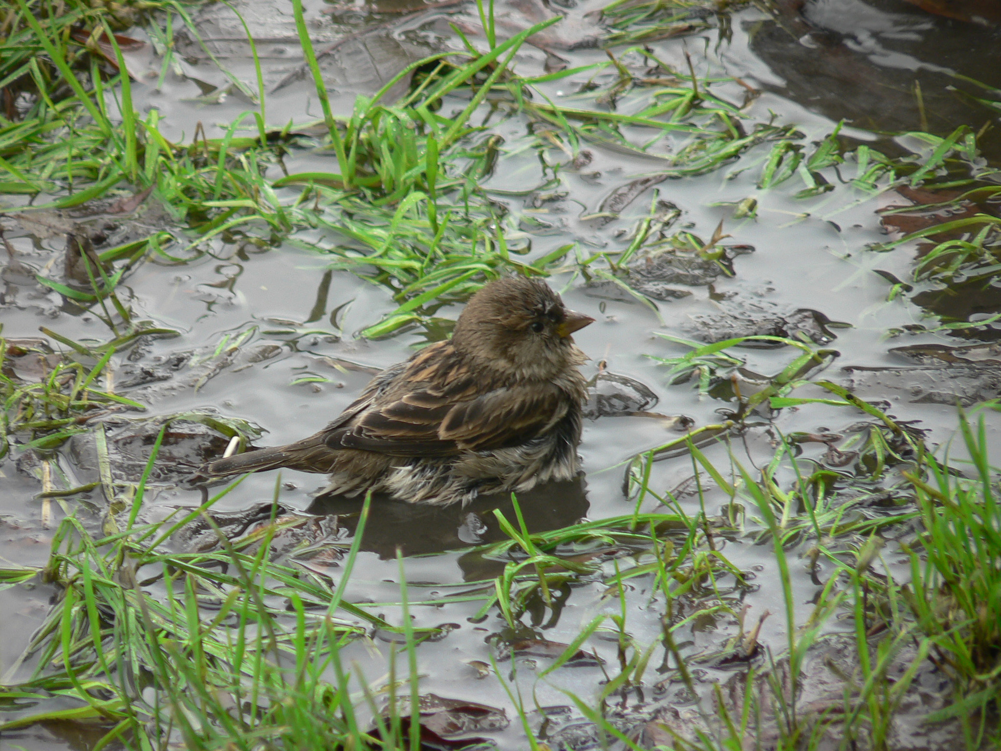 Panasonic DMC-FZ4 sample photo. Bath time for sparrow photography