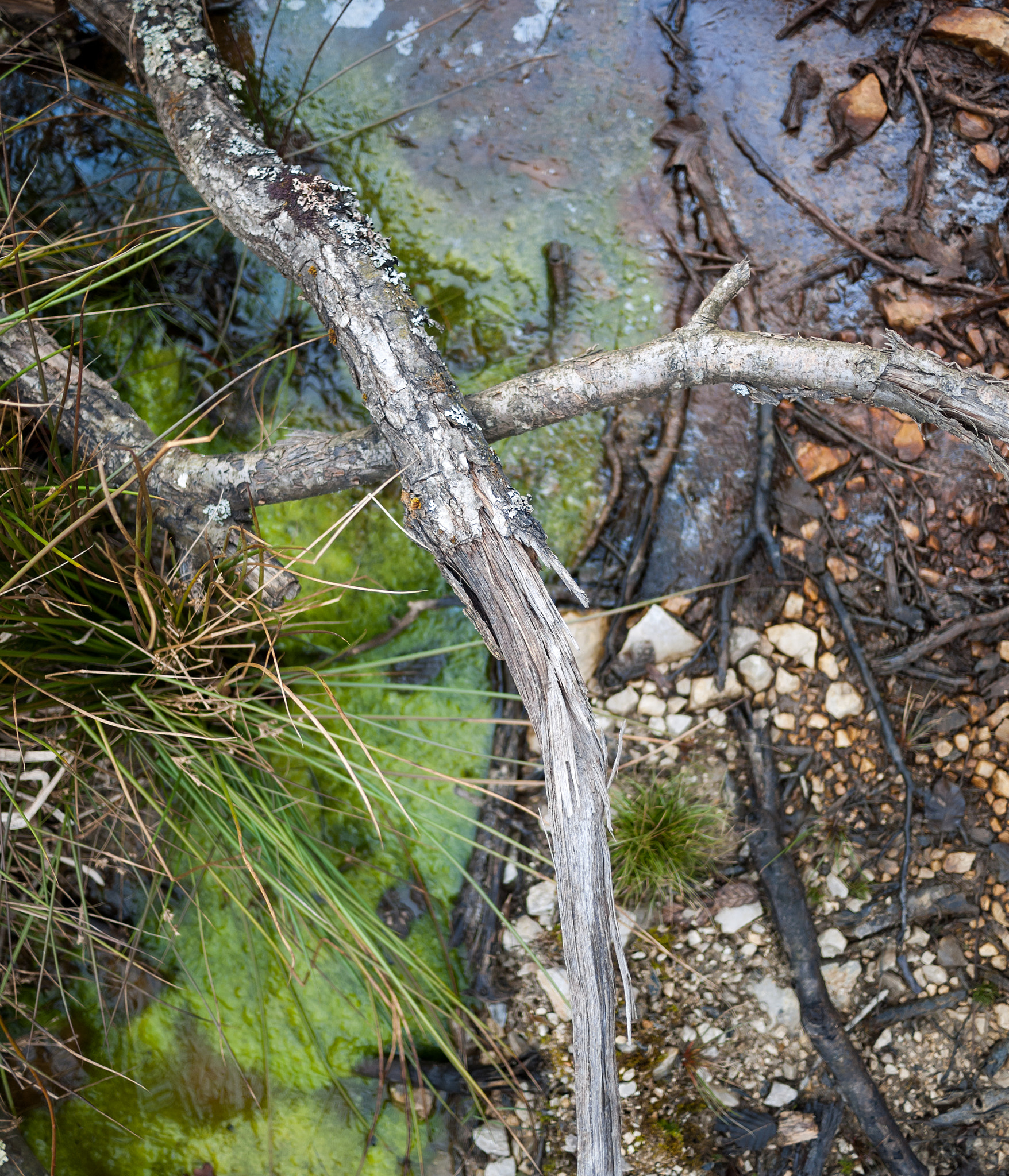 Panasonic Lumix DMC-GF2 + Panasonic Lumix G 20mm F1.7 ASPH sample photo. Decaying forest abstraction photography