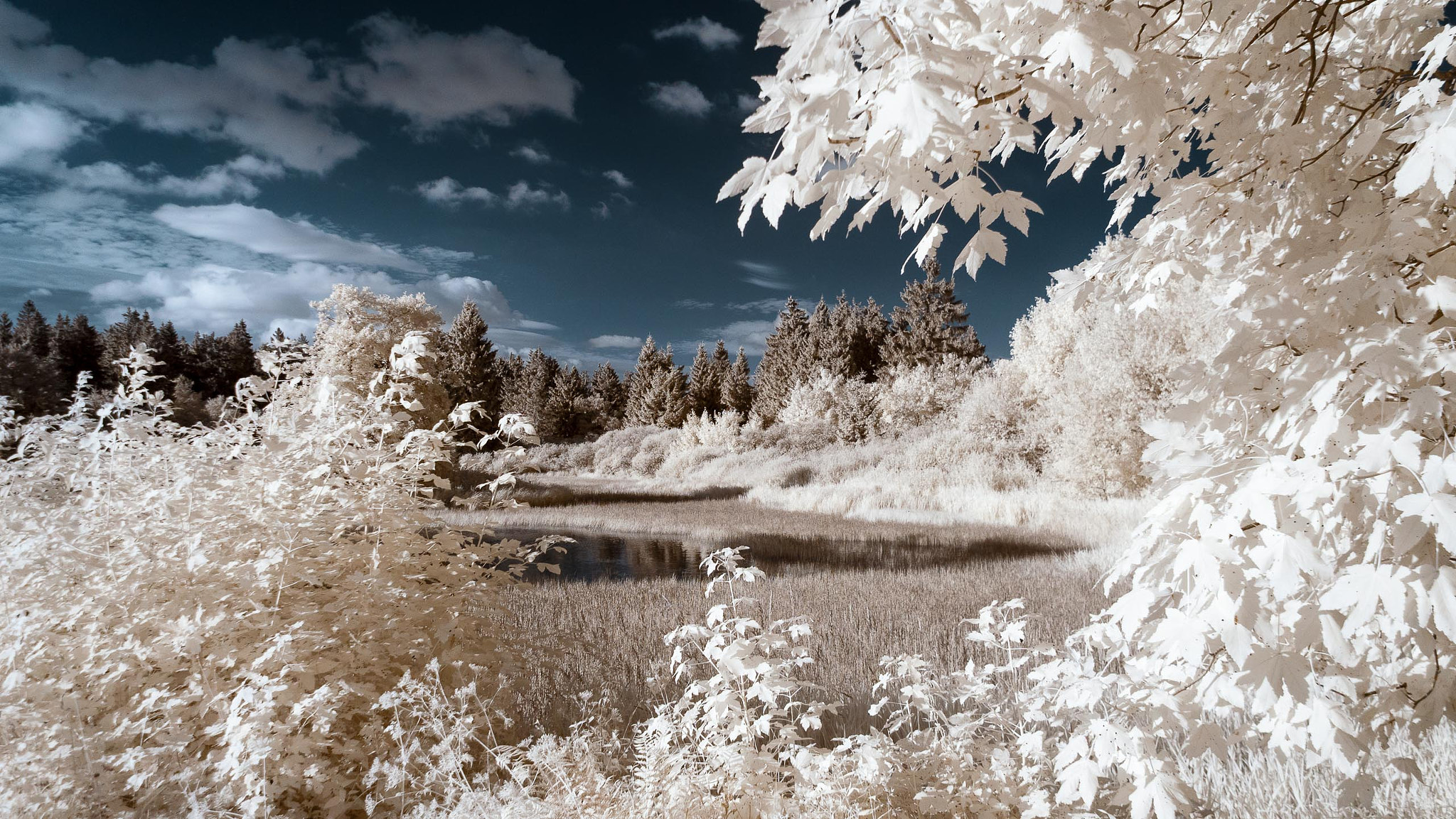 Panasonic Lumix DMC-GH2 + Panasonic Lumix G 14mm F2.5 ASPH sample photo. Infrared - forellenteich vogelsberg photography