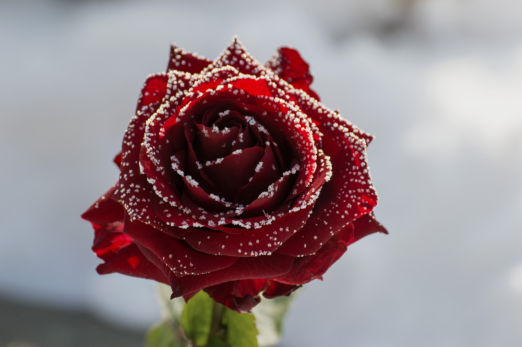 Nikon D3100 sample photo. Frozen rose photography